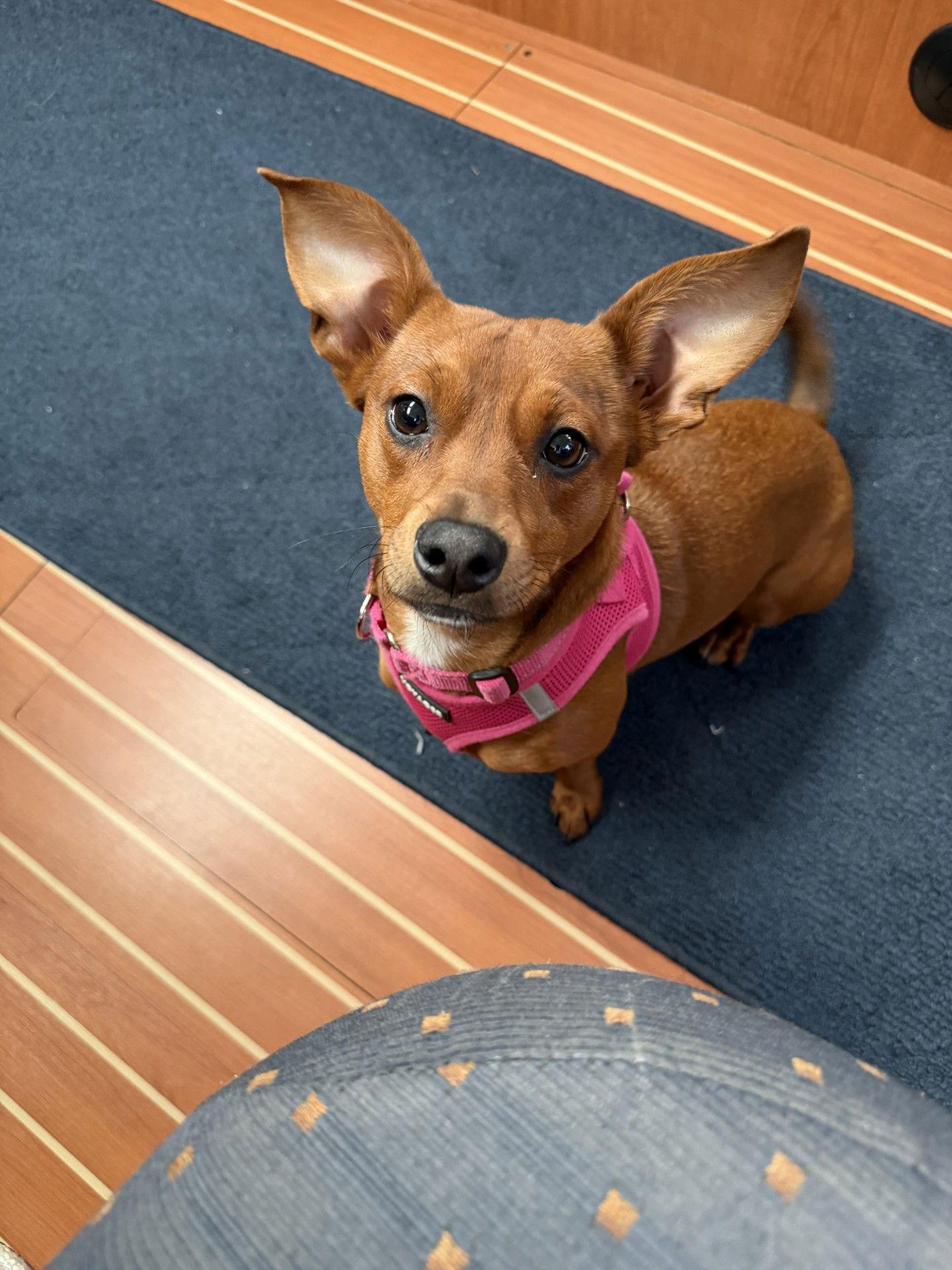 Enlarge Ginger, a Adoptable mixed breed in Polson, MT image 2/2