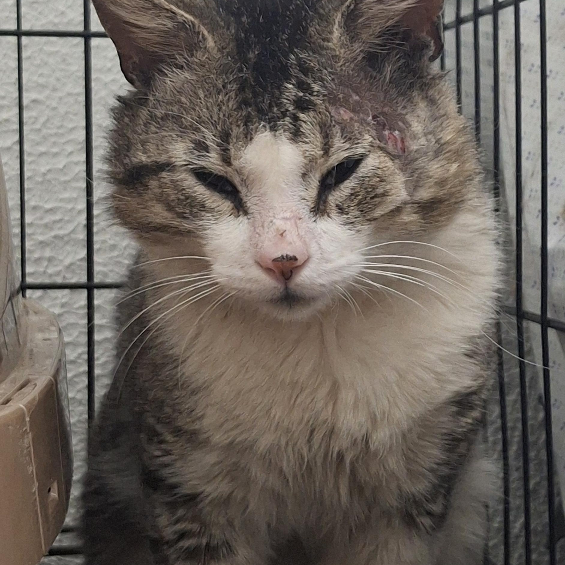 Enlarge Chonkers, a Adoptable Domestic Short Hair in Canton, CT image 1/2