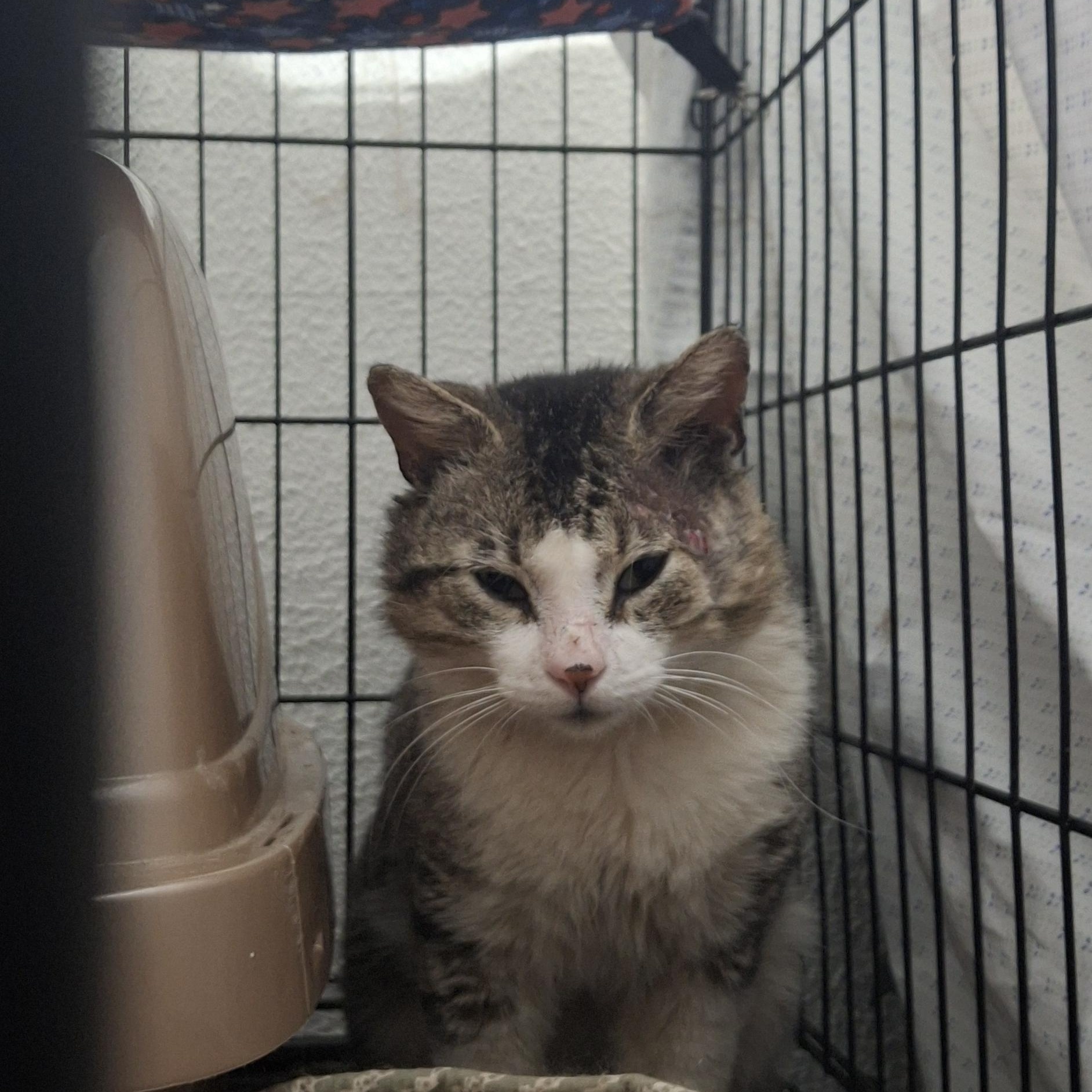 Enlarge Chonkers, a Adoptable Domestic Short Hair in Canton, CT image 2/2
