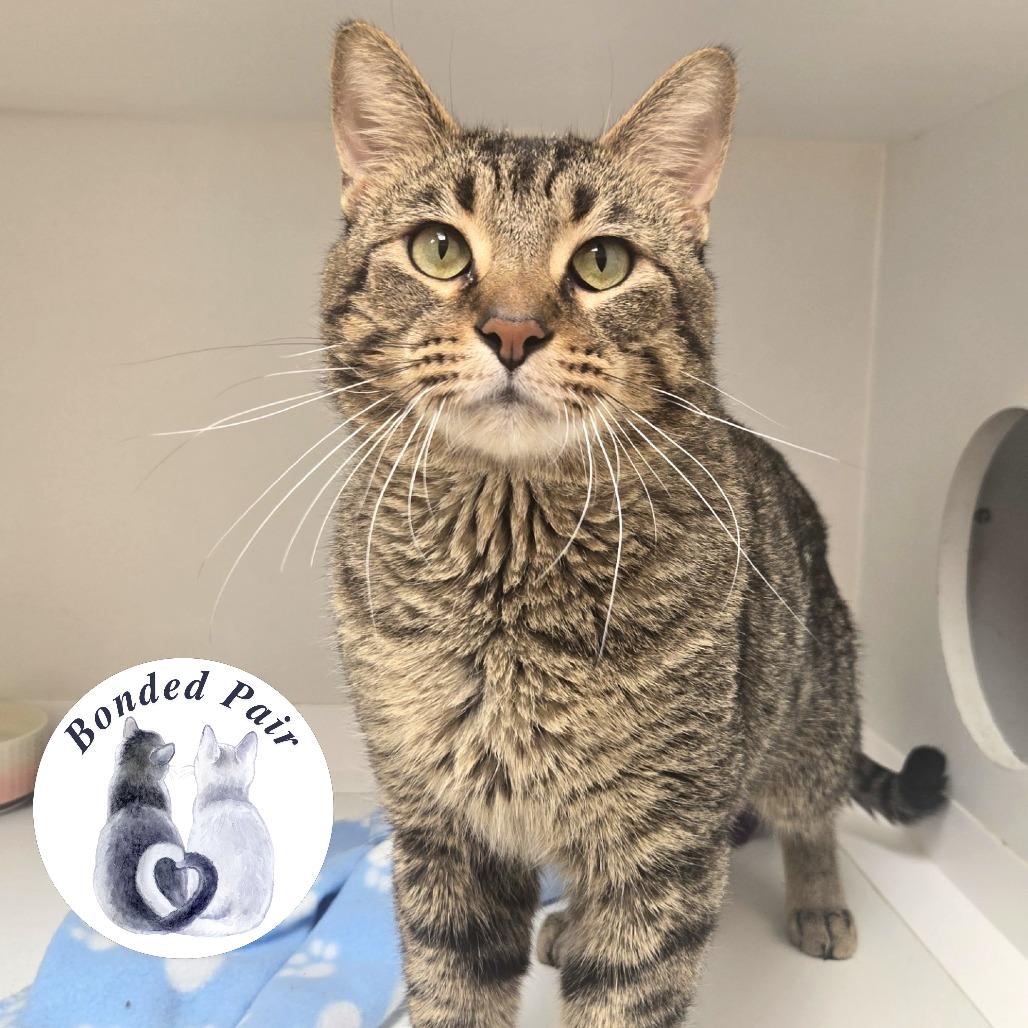 Aurelius, Adoptable, Adult Male Domestic Short Hair.