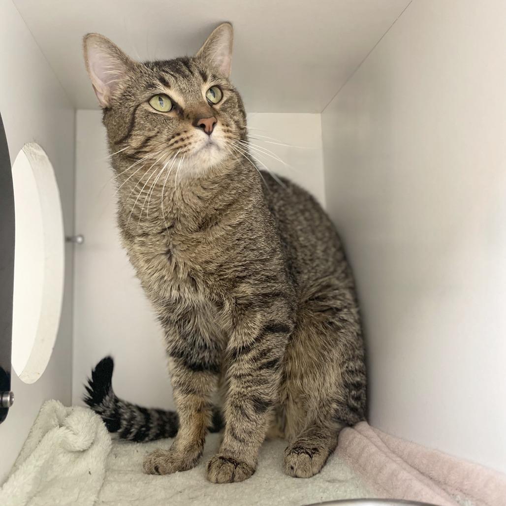 Enlarge Aurelius, a Adoptable Domestic Short Hair in Champaign, IL image 2/6
