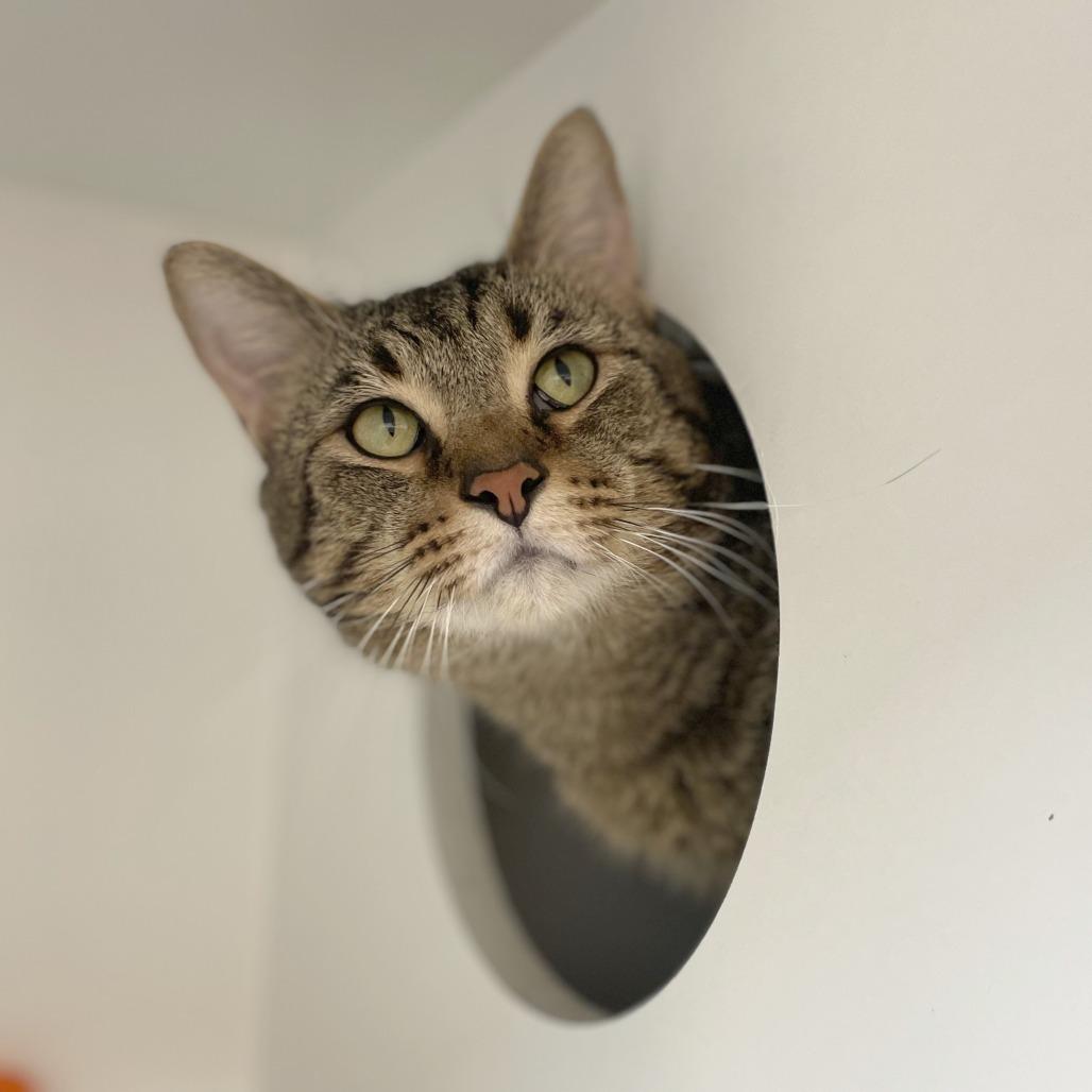Enlarge Aurelius, a Adoptable Domestic Short Hair in Champaign, IL image 3/6