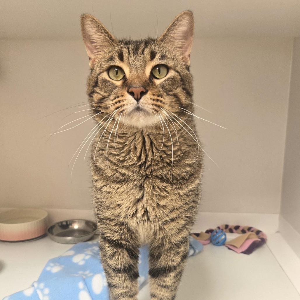 Enlarge Aurelius, a Adoptable Domestic Short Hair in Champaign, IL image 4/6