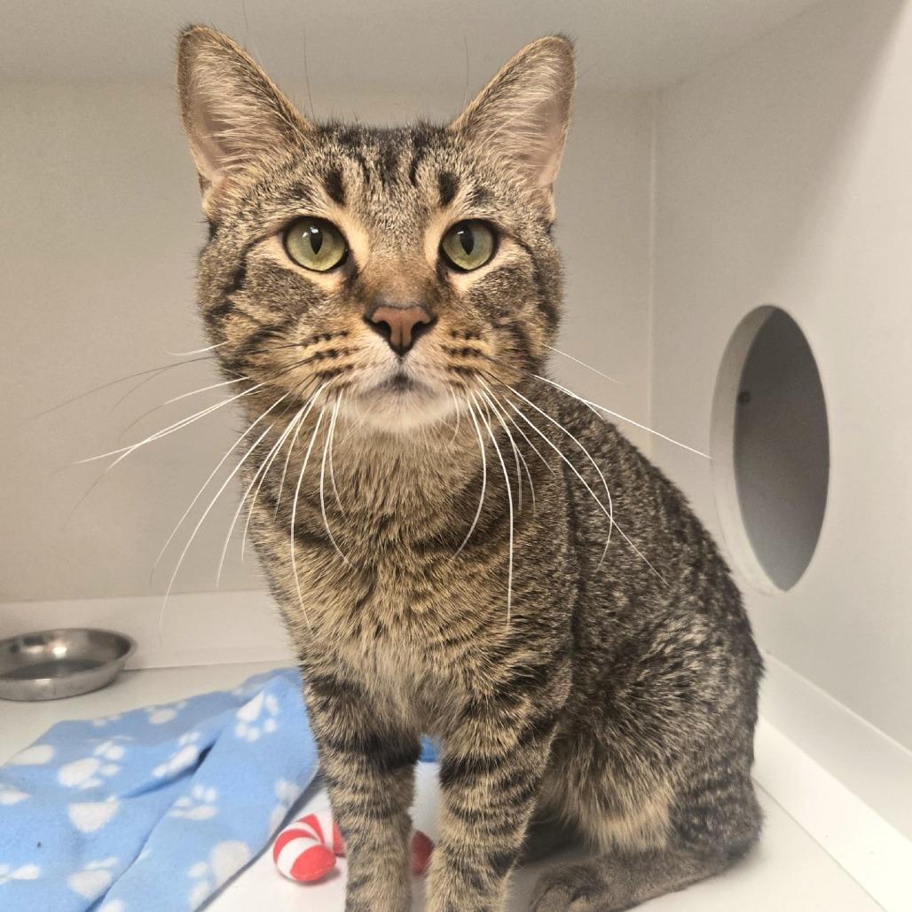 Enlarge Aurelius, a Adoptable Domestic Short Hair in Champaign, IL image 5/6
