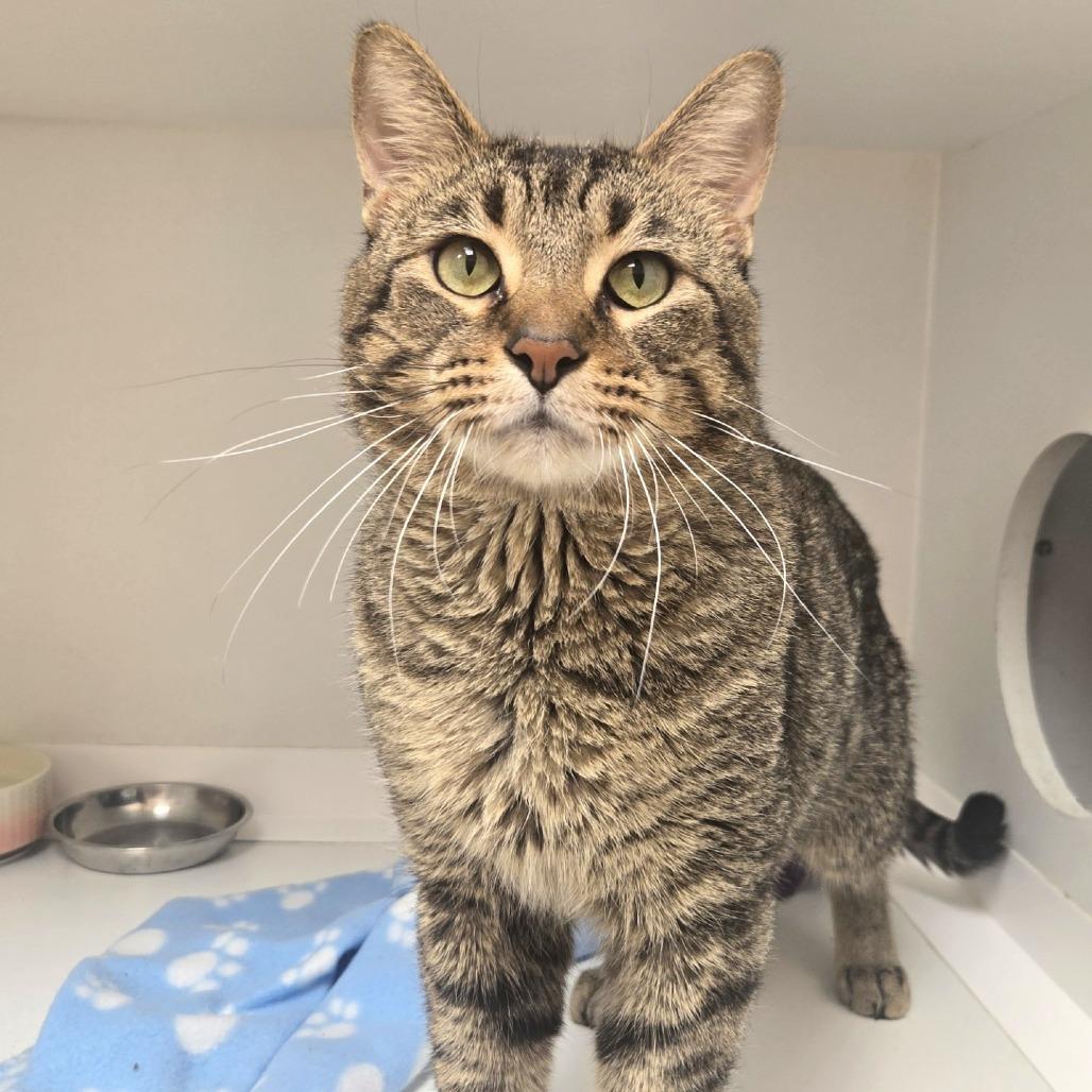 Enlarge Aurelius, a Adoptable Domestic Short Hair in Champaign, IL image 6/6