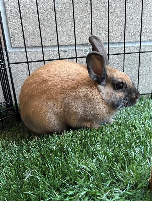 PEEP, Adoptable, Baby Female Bunny Rabbit.
