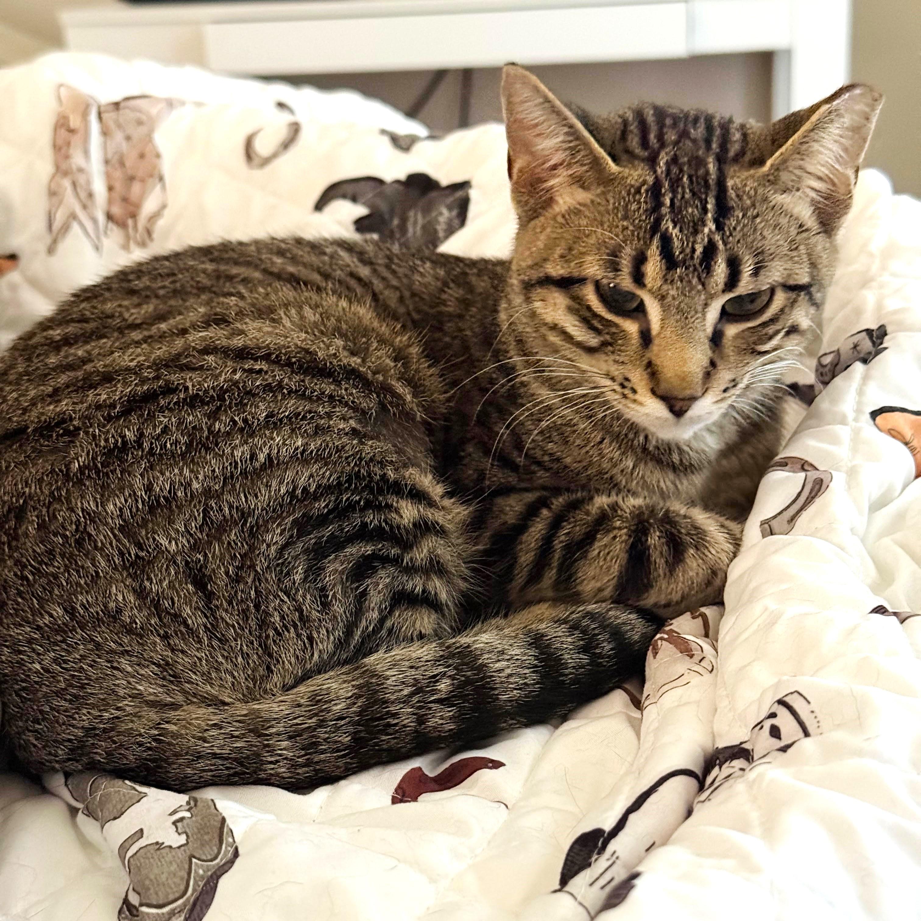 Sharmin, a ADOPTABLE mixed breed in Lombard, IL image 2/6