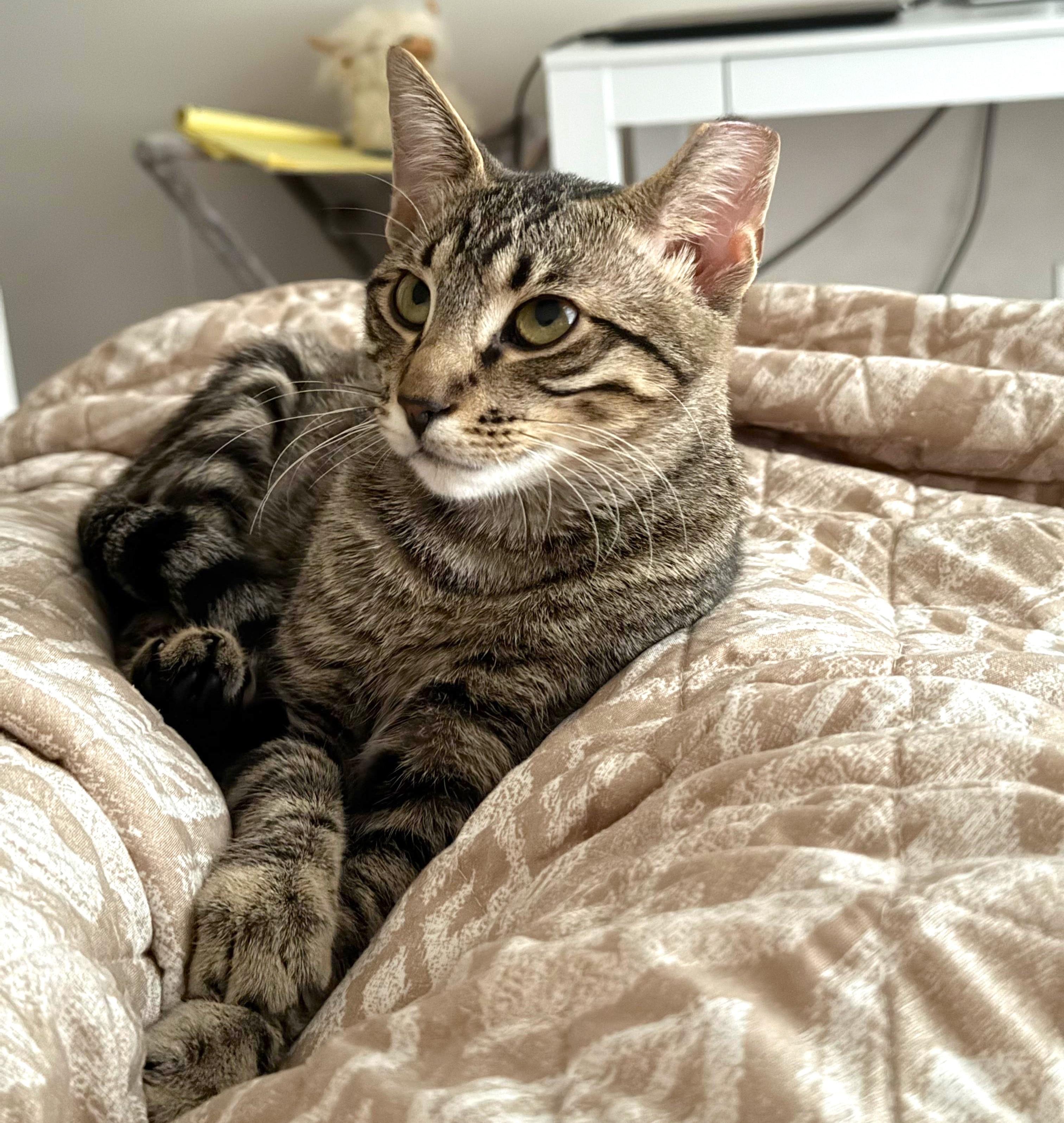 Sharmin, ADOPTABLE, Young Female Tabby & Domestic Short Hair.