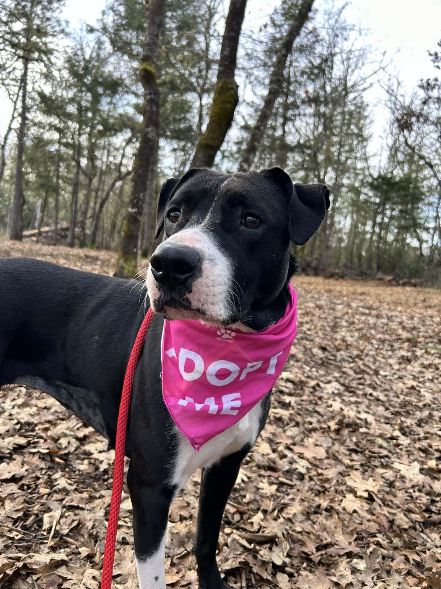 Tiktok, ADOPTABLE, Adult Female Pit Bull Terrier.