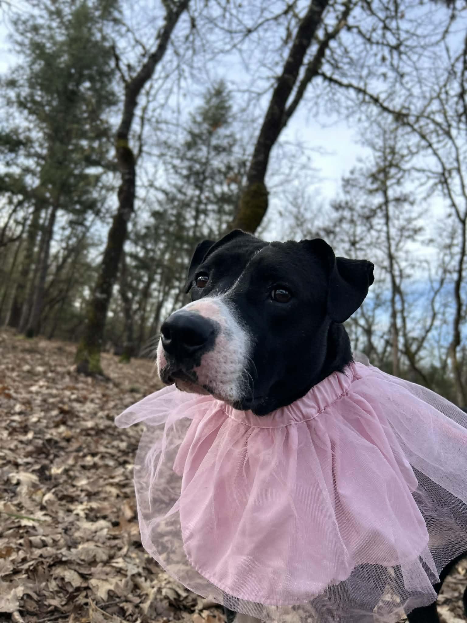 Tiktok, an adopted mixed breed in Grants Pass, OR image 3/3