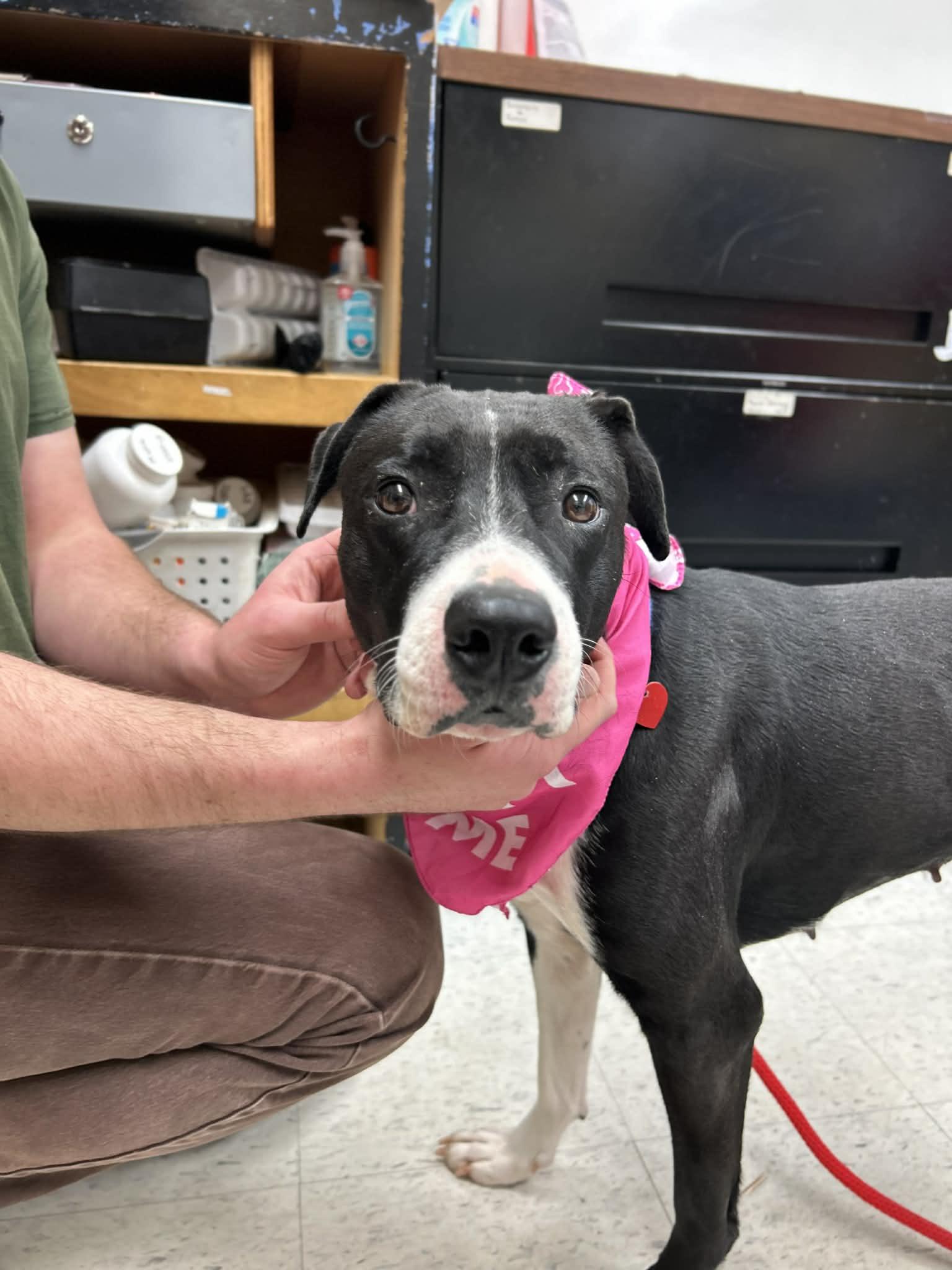 Tiktok, an adopted mixed breed in Grants Pass, OR image 2/3