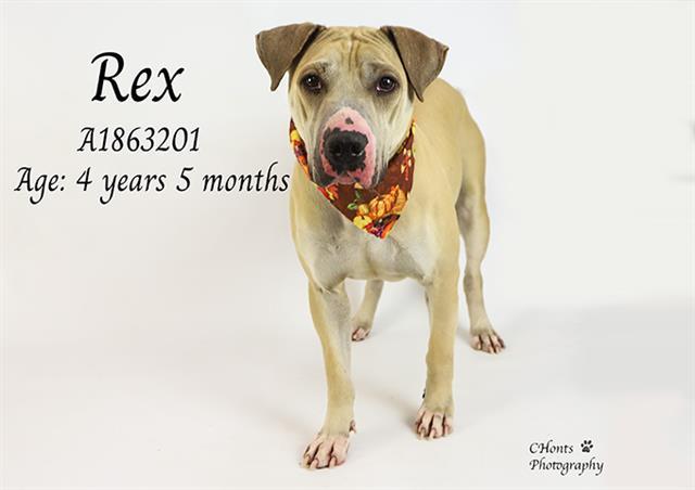 Enlarge REX, a Adoptable mixed breed in Thousand Palms, CA image 1/1