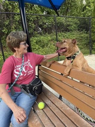 Hunter, a Adoptable mixed breed in Philadelphia, PA image 4/4