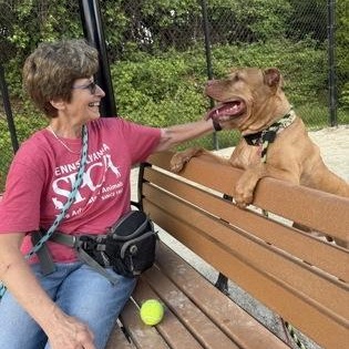 Enlarge Hunter, a Adoptable mixed breed in Philadelphia, PA image 4/4