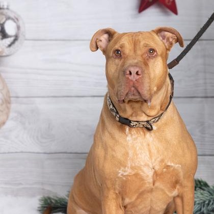 Hunter, a Adoptable mixed breed in Philadelphia, PA image 1/4