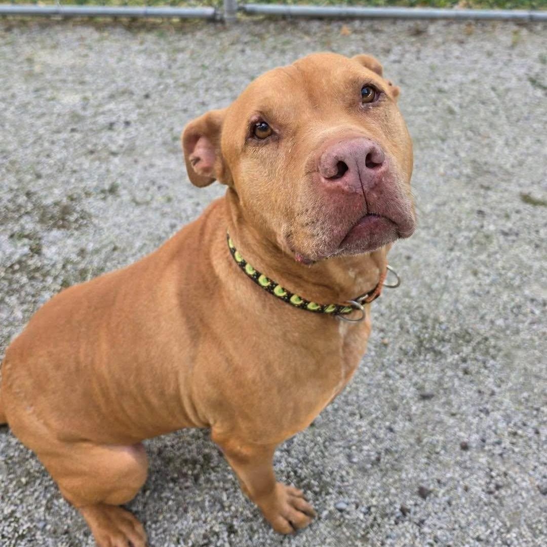 Enlarge Hunter, a Adoptable mixed breed in Philadelphia, PA image 1/4