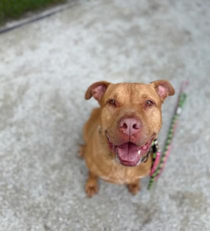 Hunter, a Adoptable mixed breed in Philadelphia, PA image 3/4