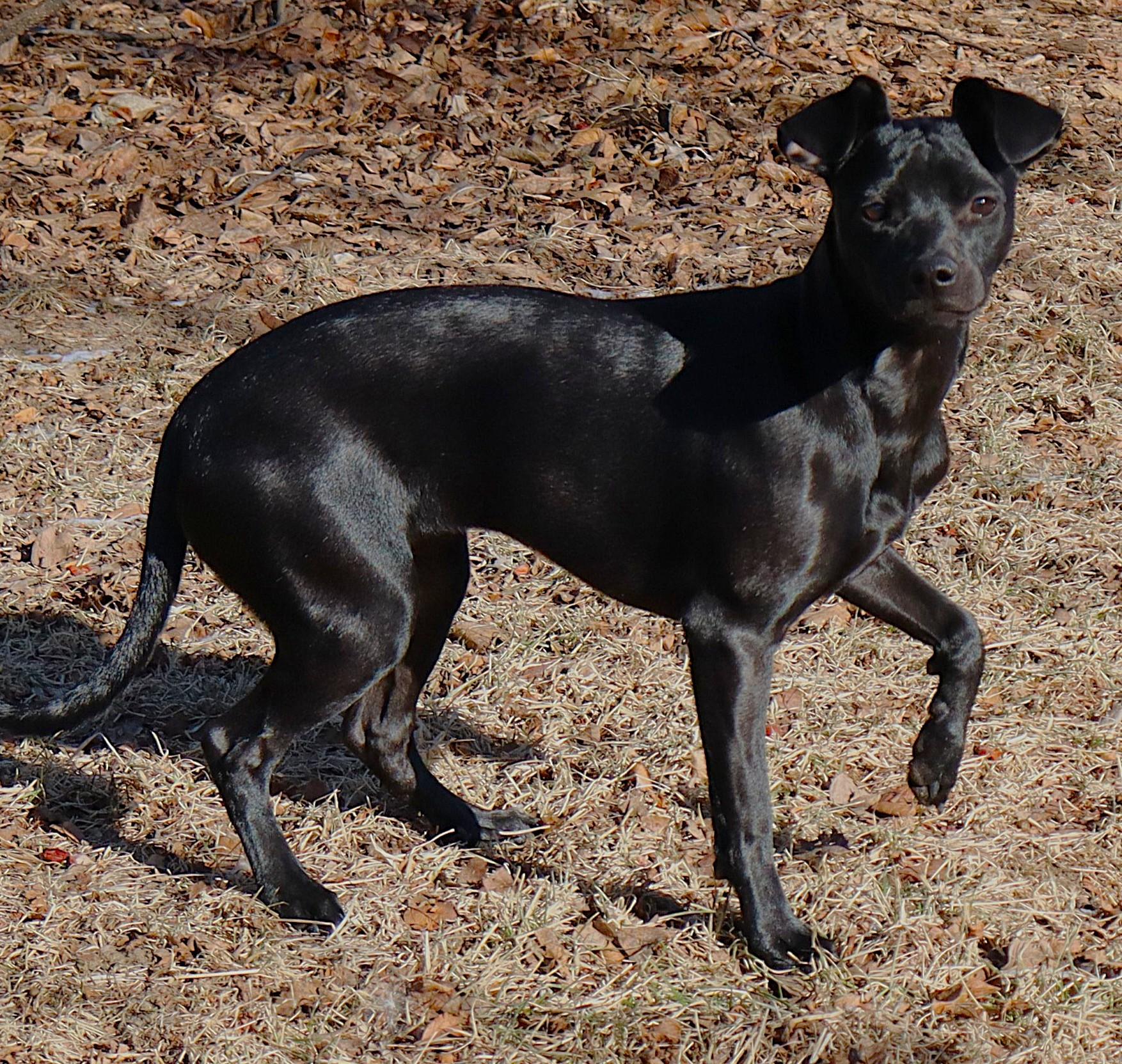 Willa, a ADOPTABLE mixed breed in Lisbon, IA image 6/6