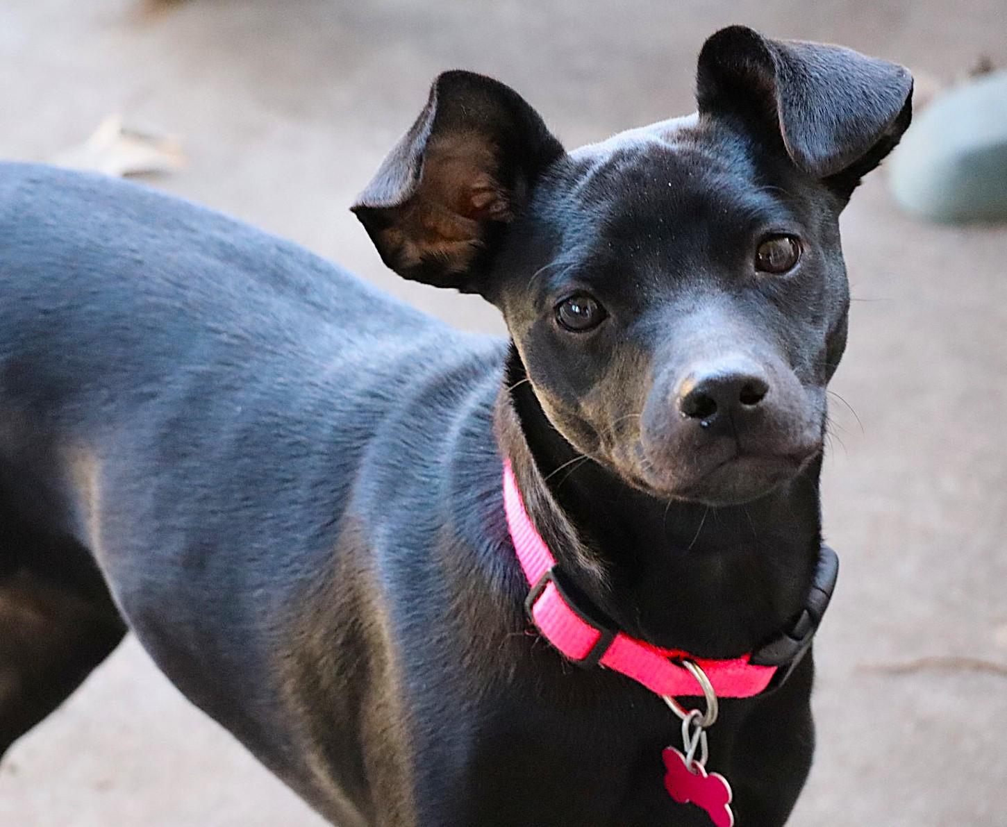 Willa, ADOPTABLE, Puppy Female Terrier & Labrador Retriever.