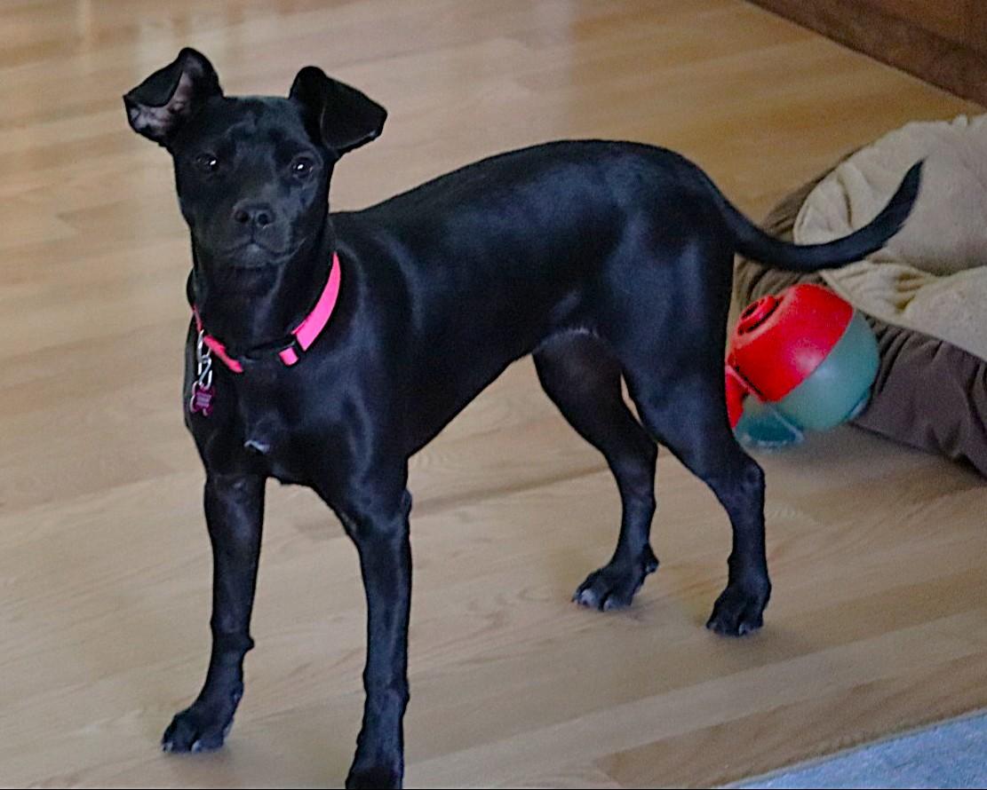 Willa, a ADOPTABLE mixed breed in Lisbon, IA image 5/6