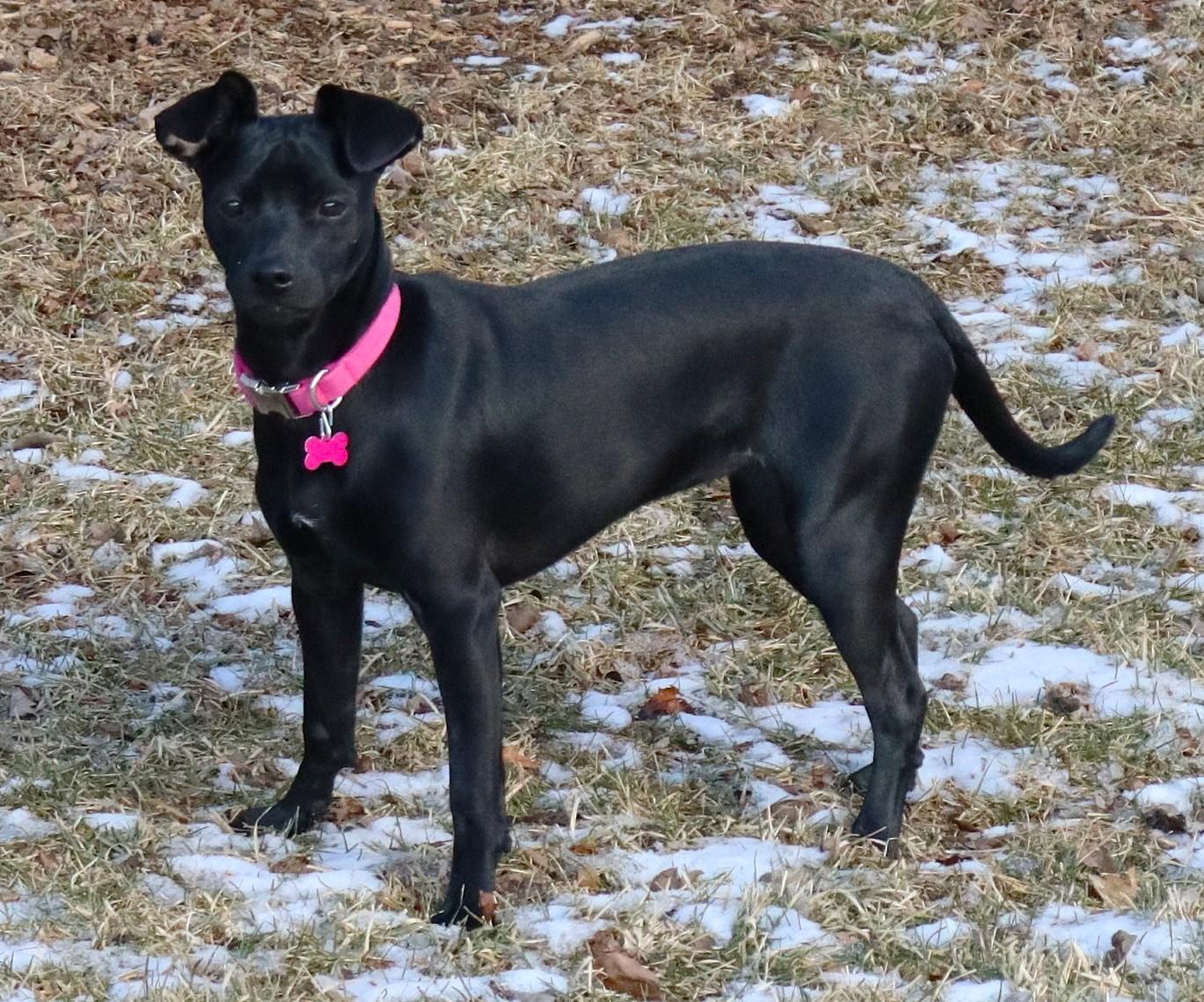 Willa, a ADOPTABLE mixed breed in Lisbon, IA image 3/6