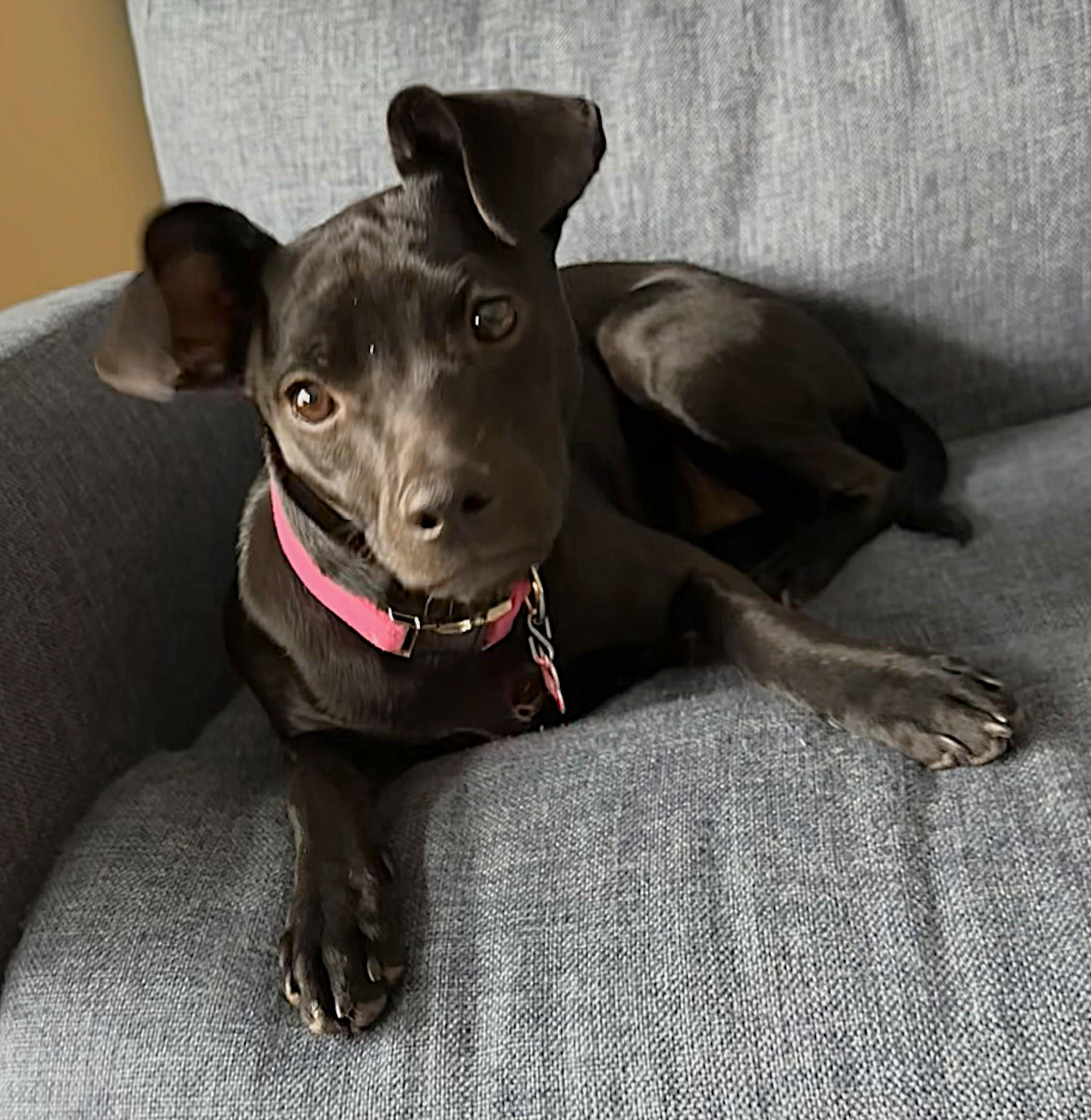 Willa, a ADOPTABLE mixed breed in Lisbon, IA image 2/6