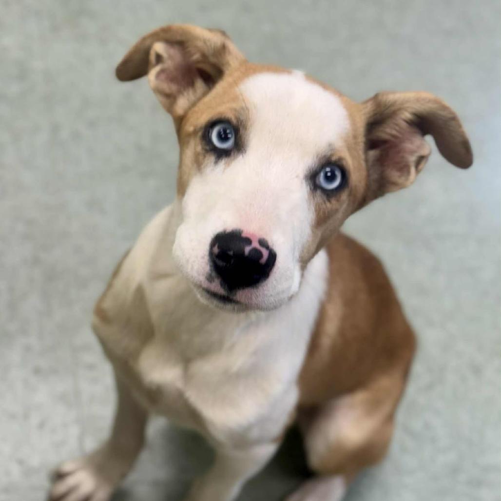 Enlarge Melissa, a Adoptable Mixed Breed in Wantagh, NY image 1/6