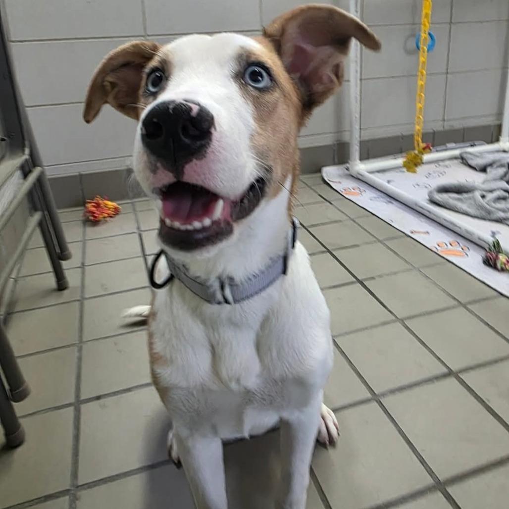 Enlarge Melissa, a Adoptable Mixed Breed in Wantagh, NY image 3/6