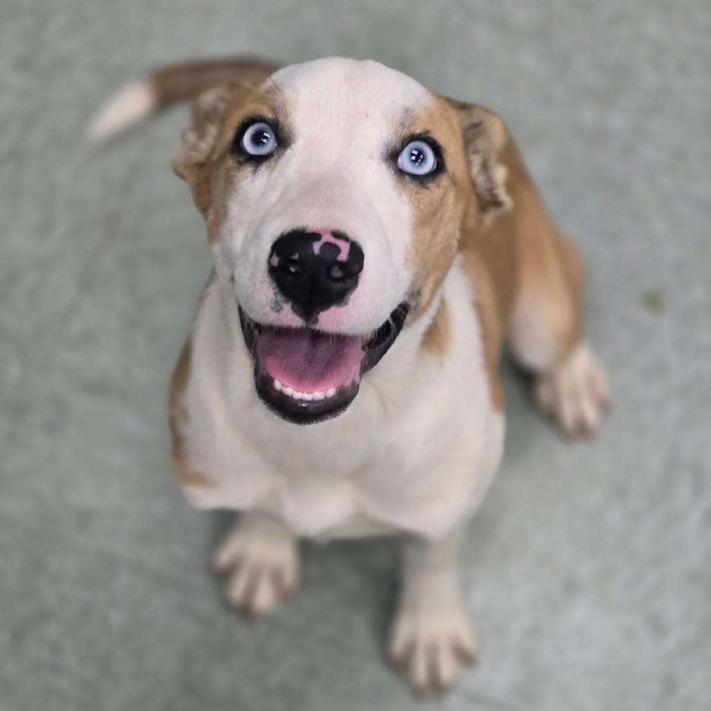 Enlarge Melissa, a Adoptable Mixed Breed in Wantagh, NY image 4/6