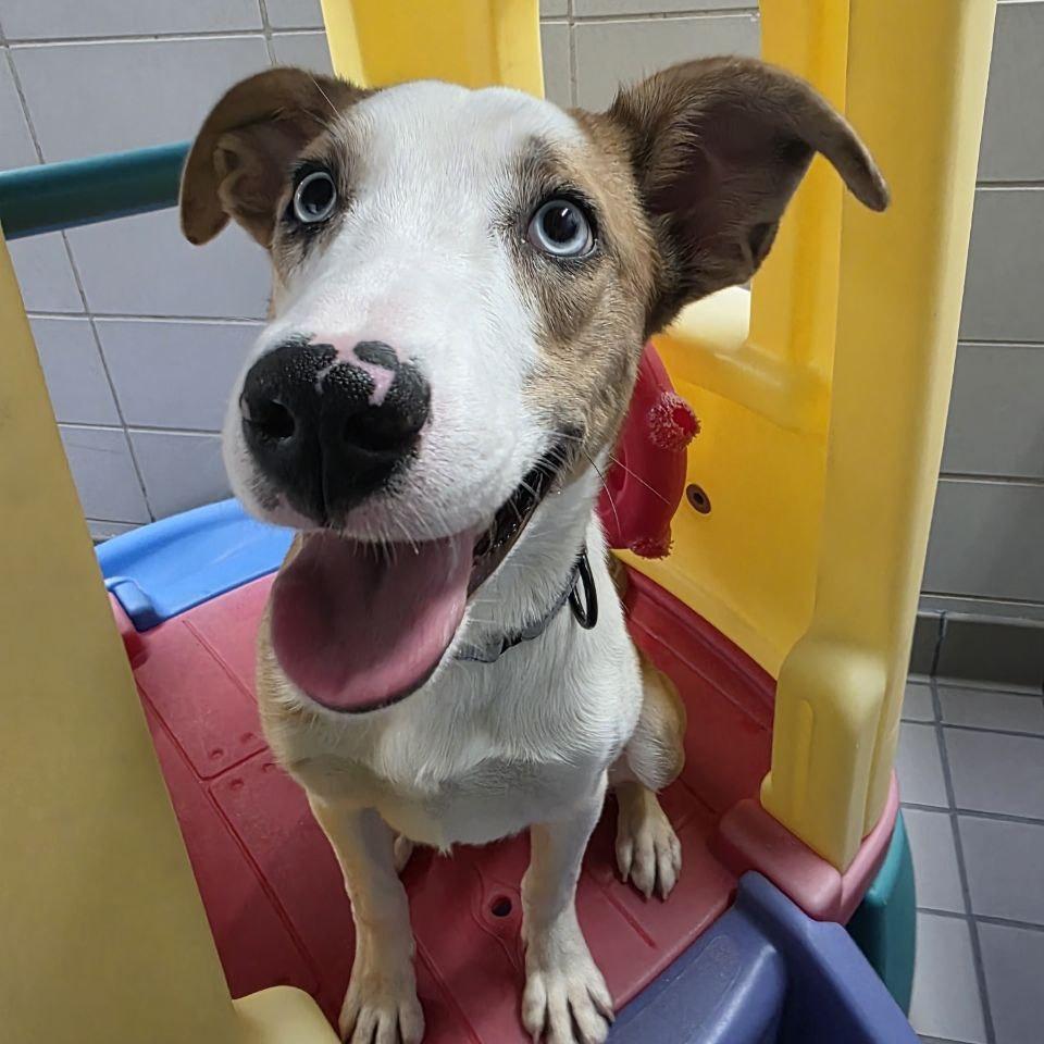 Enlarge Melissa, a Adoptable Mixed Breed in Wantagh, NY image 5/6