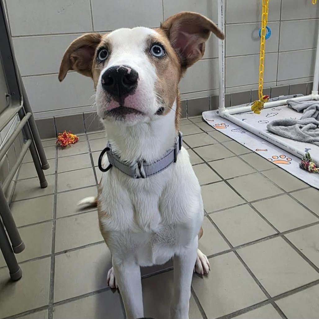 Enlarge Melissa, a Adoptable Mixed Breed in Wantagh, NY image 6/6