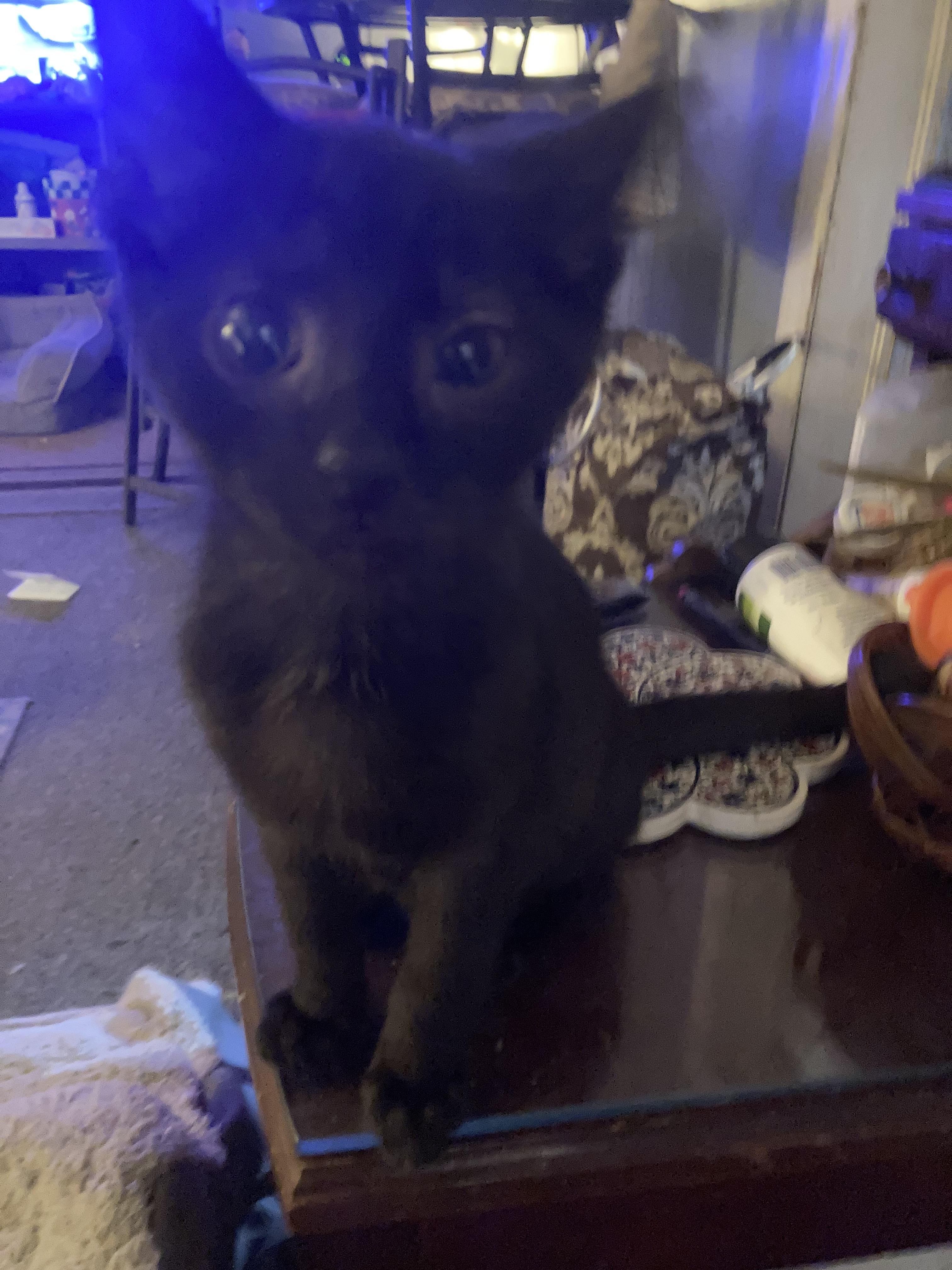 Enlarge Raven, a Adopted Domestic Short Hair in Parma, OH image 1/2