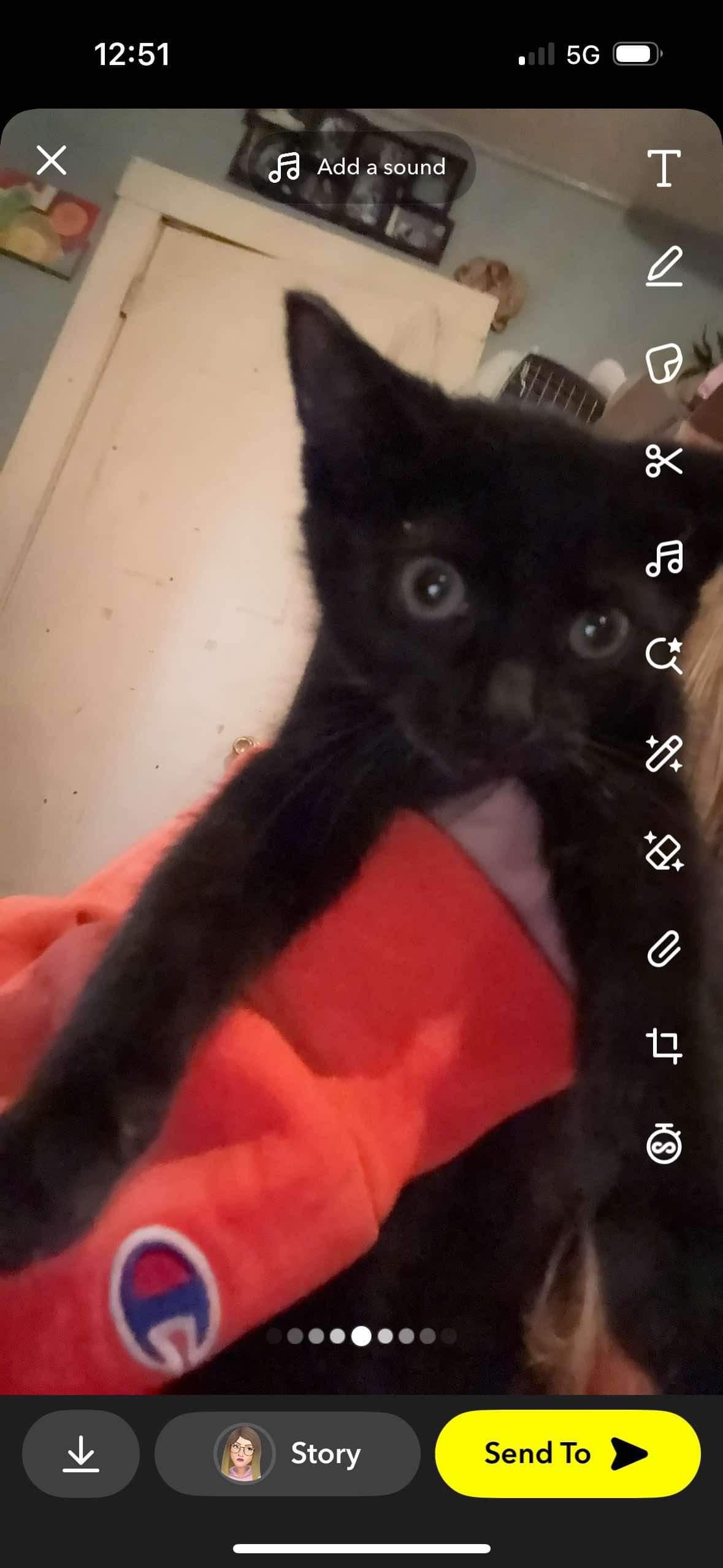 Enlarge Raven, a Adopted Domestic Short Hair in Parma, OH image 2/2