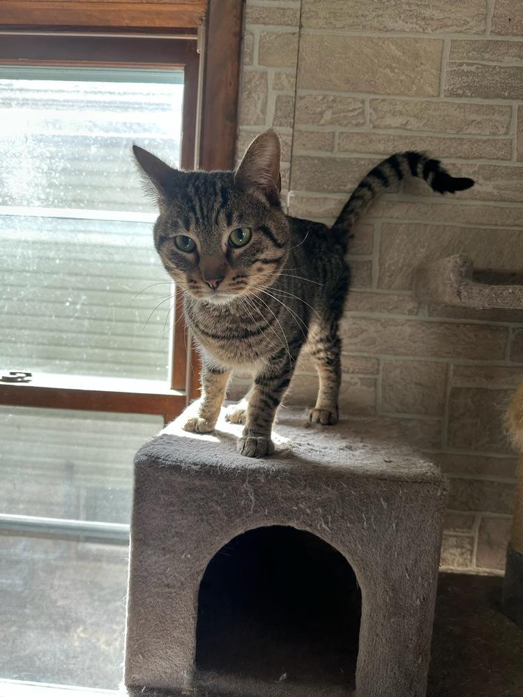 Demitri M., Adoptable, Adult Male Domestic Short Hair.