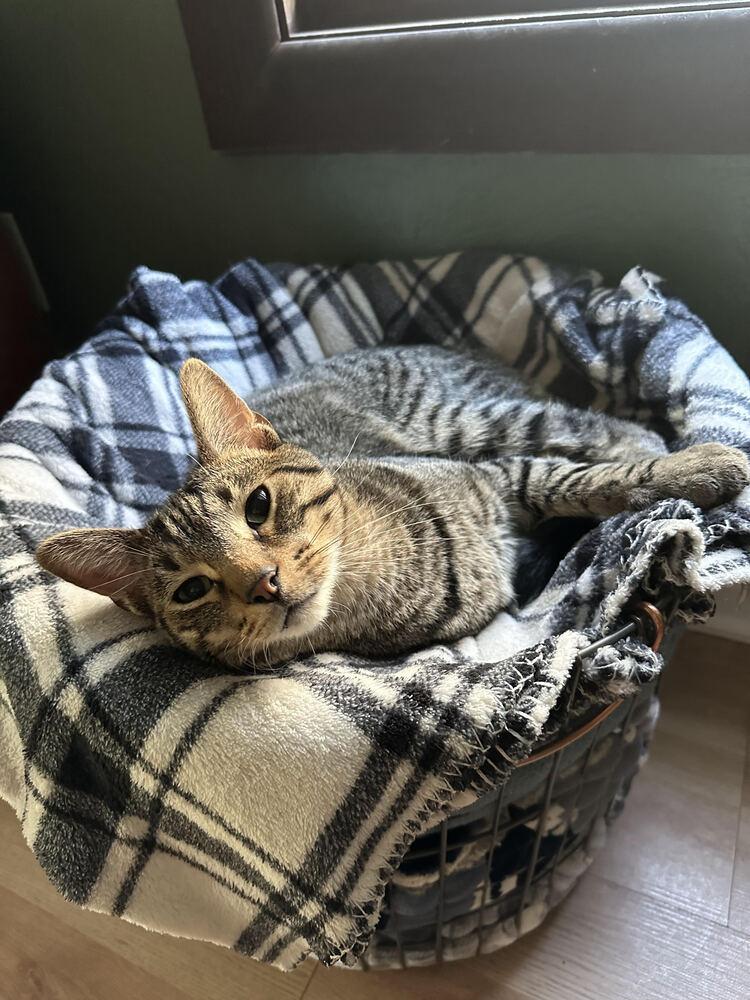 Enlarge Demitri M., a Adoptable Domestic Short Hair in Peoria, IL image 3/4