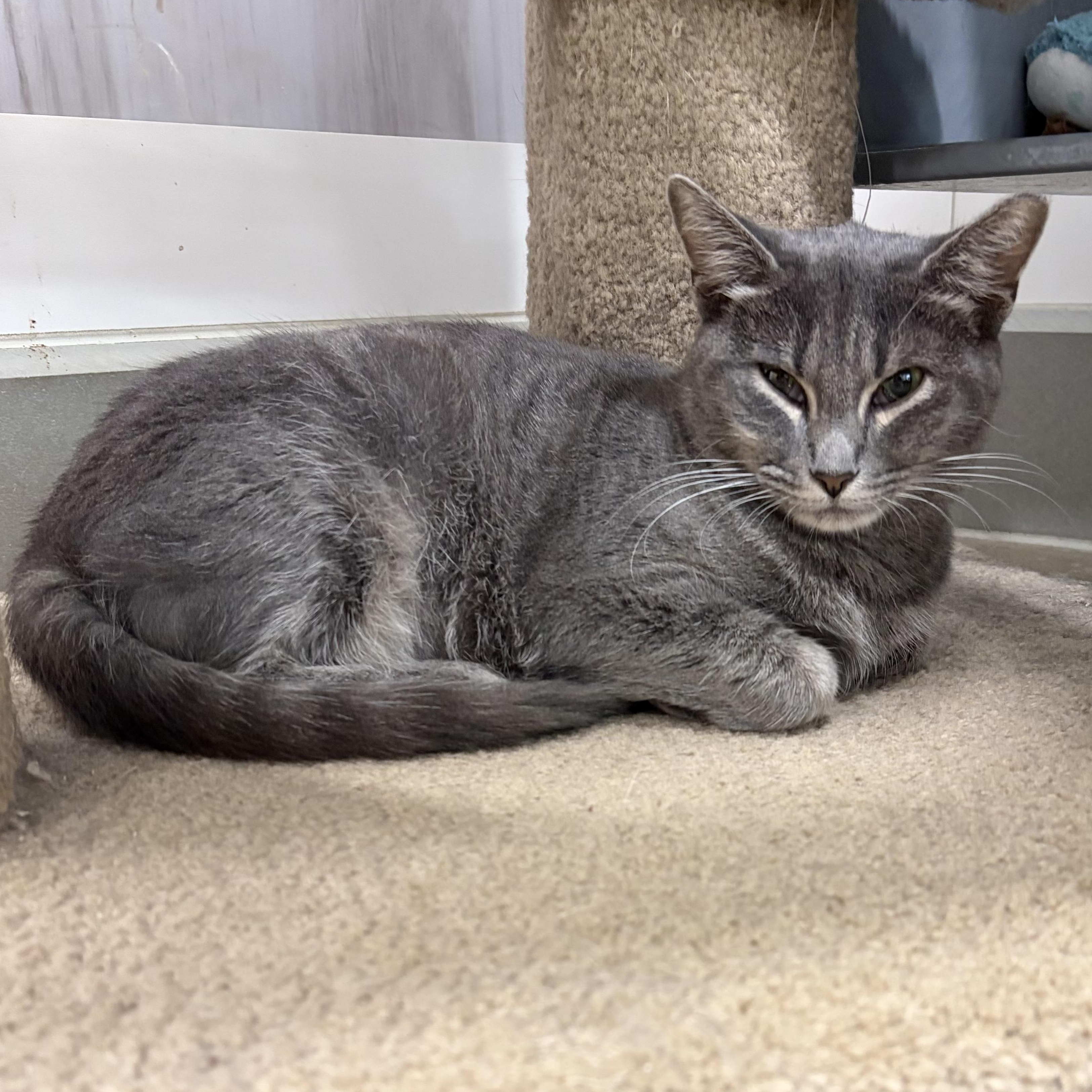 Selena, a ADOPTABLE Domestic Short Hair in Columbus , OH image 2/3