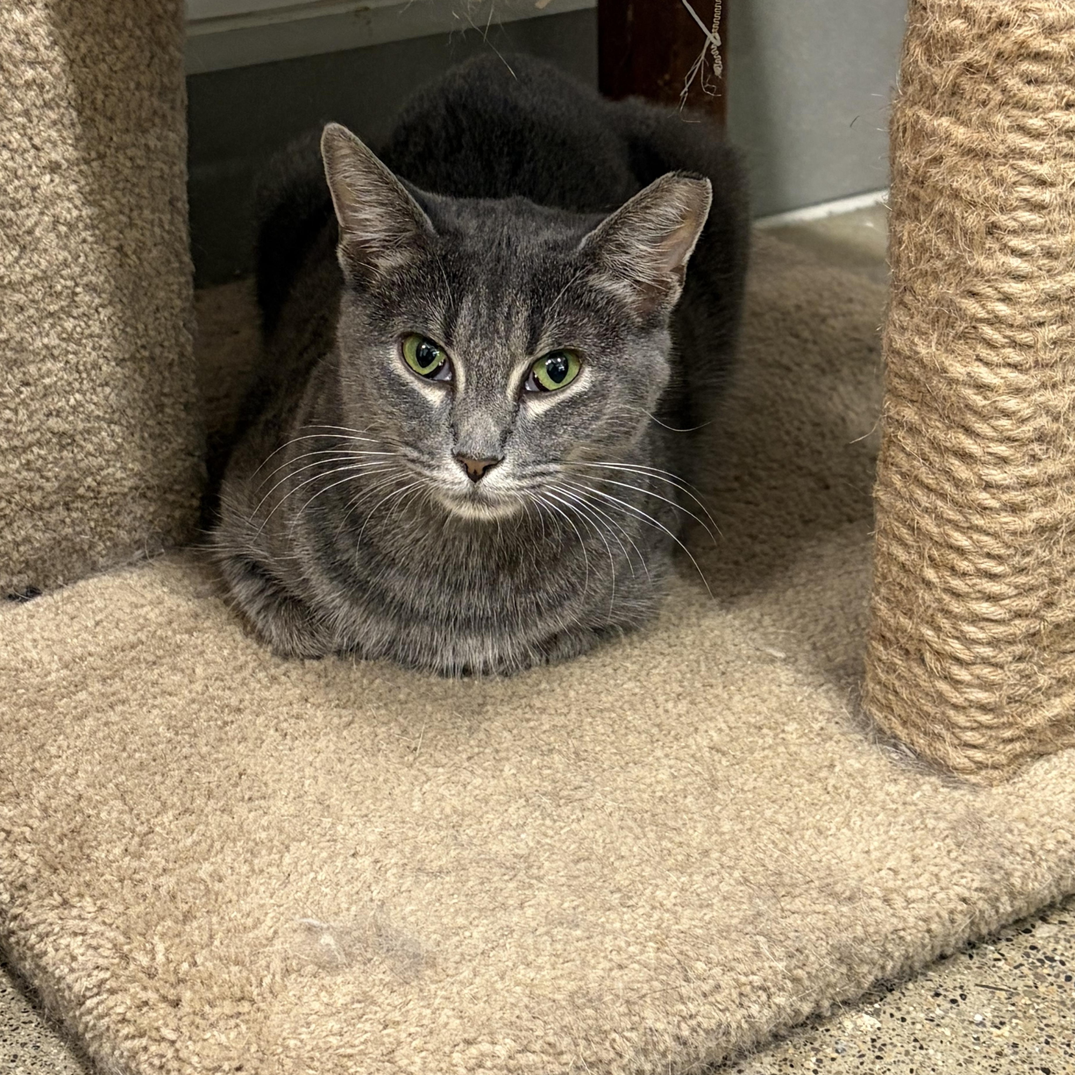 Selena, ADOPTABLE, Kitten Female Domestic Short Hair.