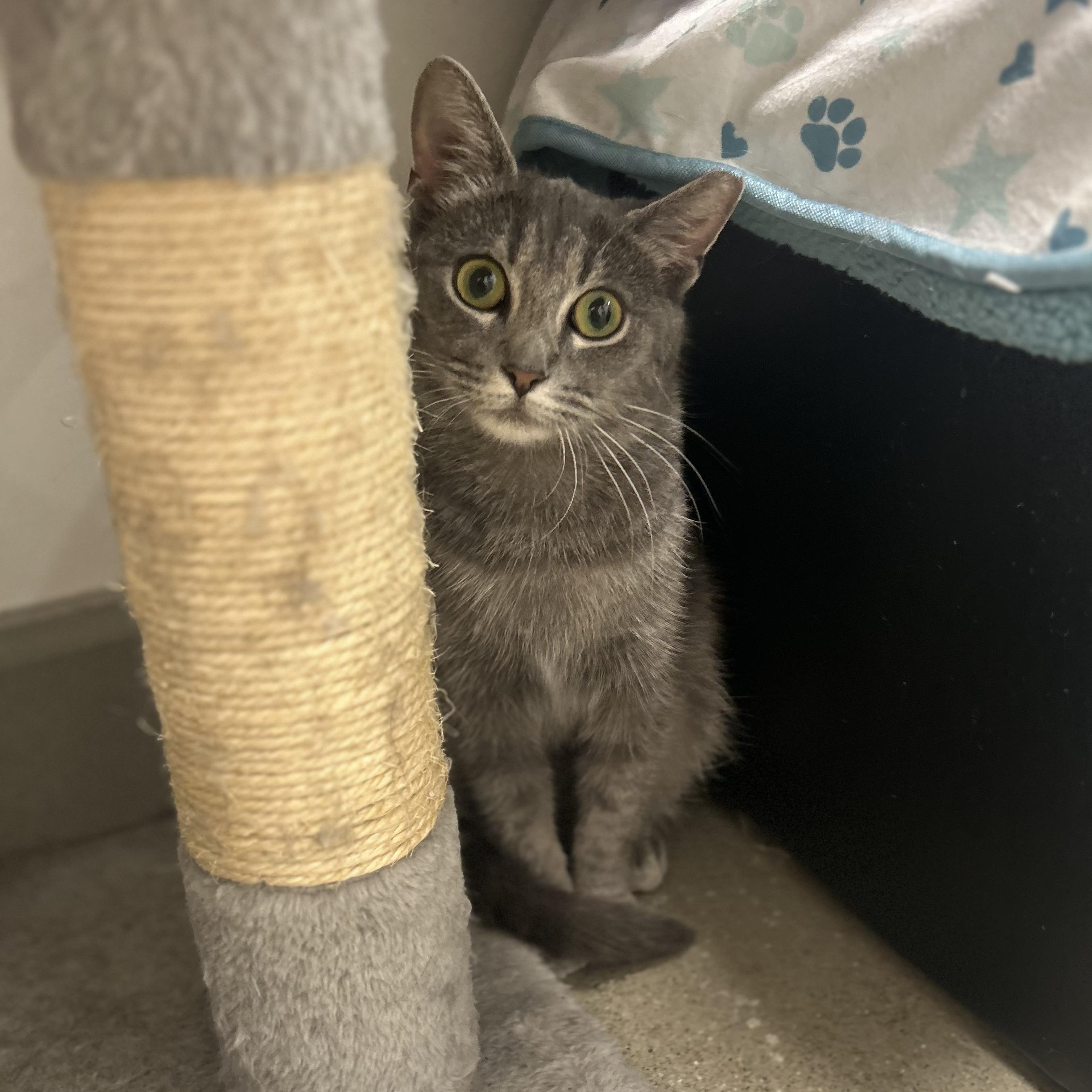 Selena, a ADOPTABLE Domestic Short Hair in Columbus , OH image 2/2