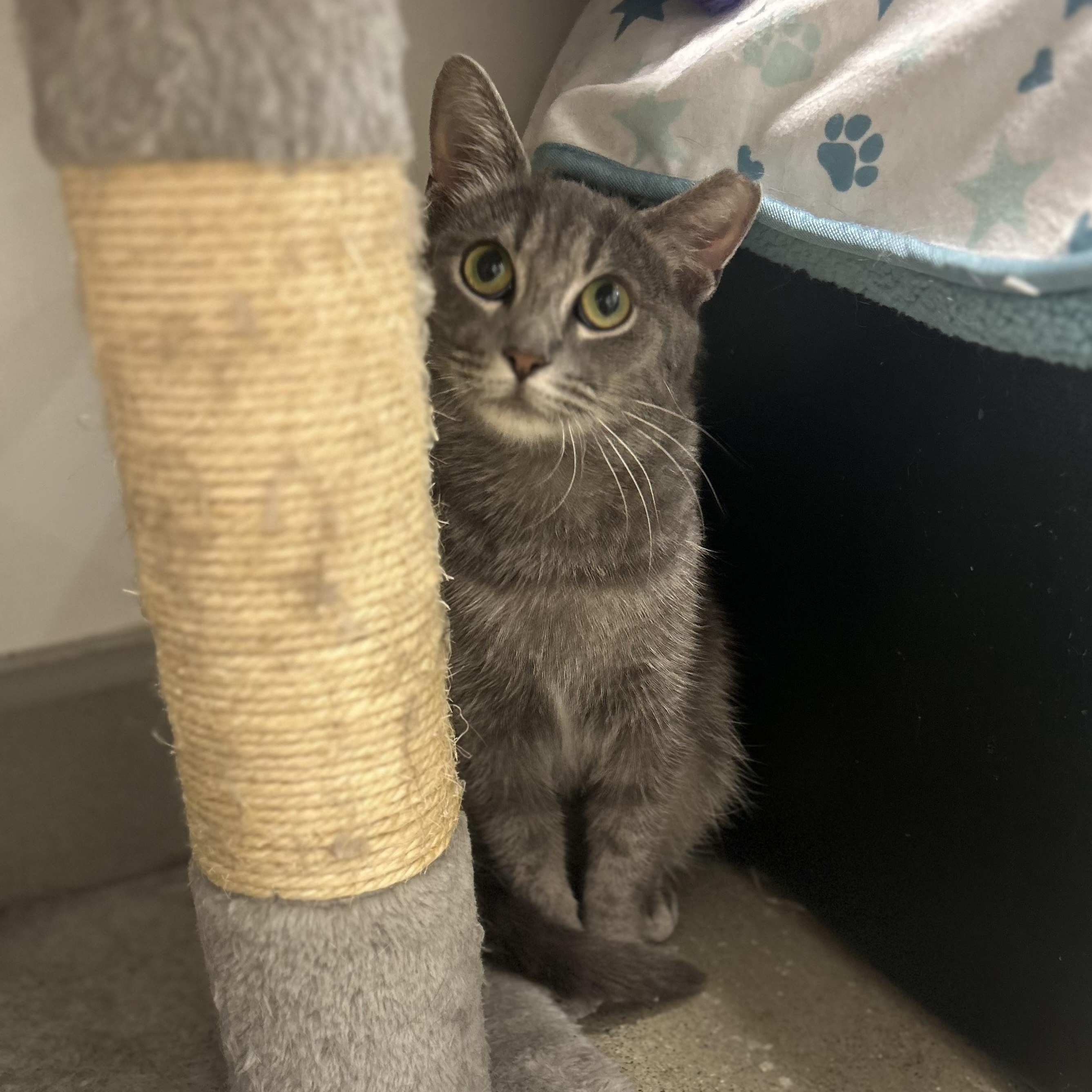 Selena, a ADOPTABLE Domestic Short Hair in Columbus , OH image 1/2
