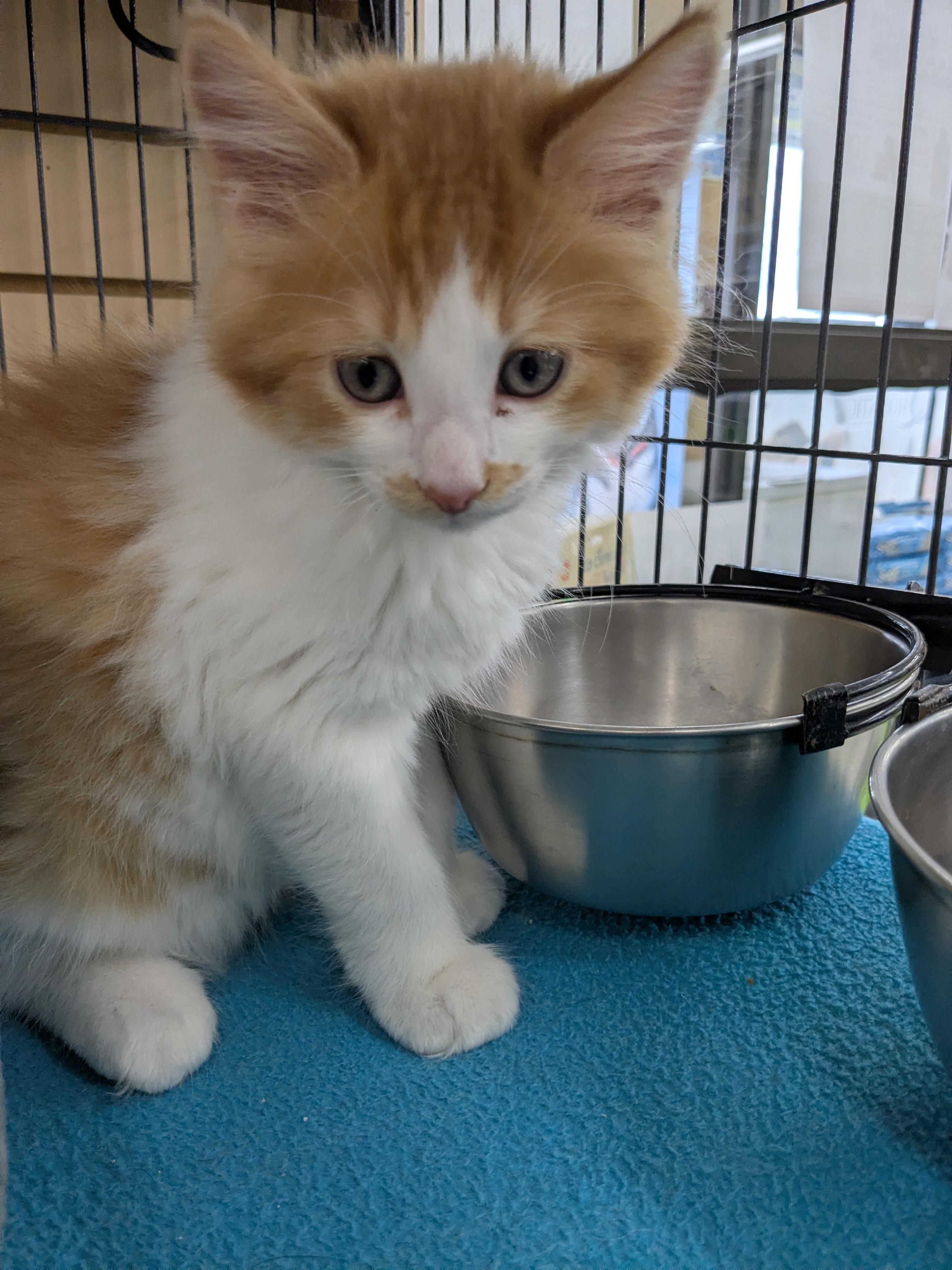 Enlarge Orange and White, a Adoptable Domestic Long Hair in St Catharines, ON image 2/3
