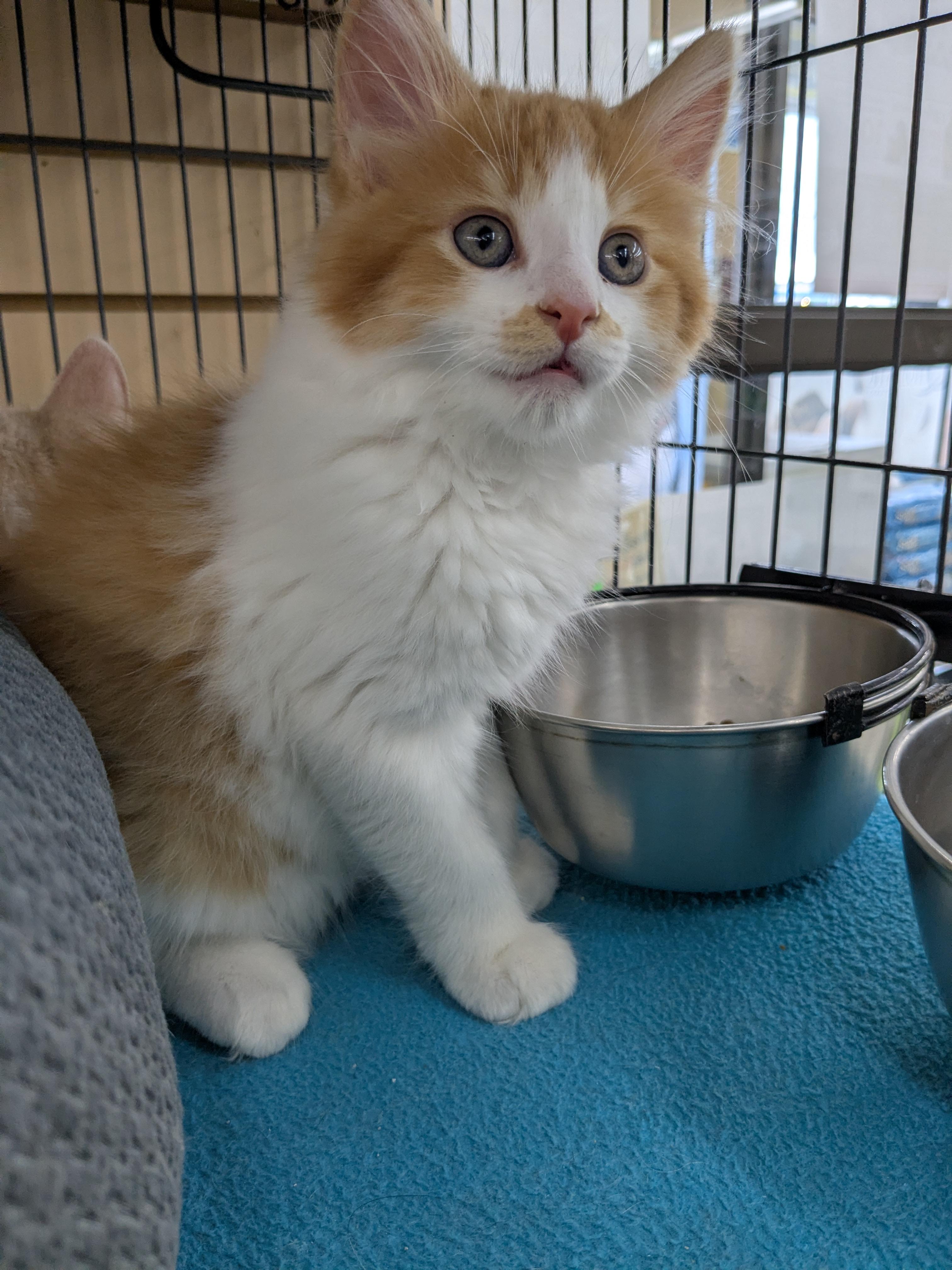 Orange and White, Adoptable, Kitten Male Domestic Long Hair.