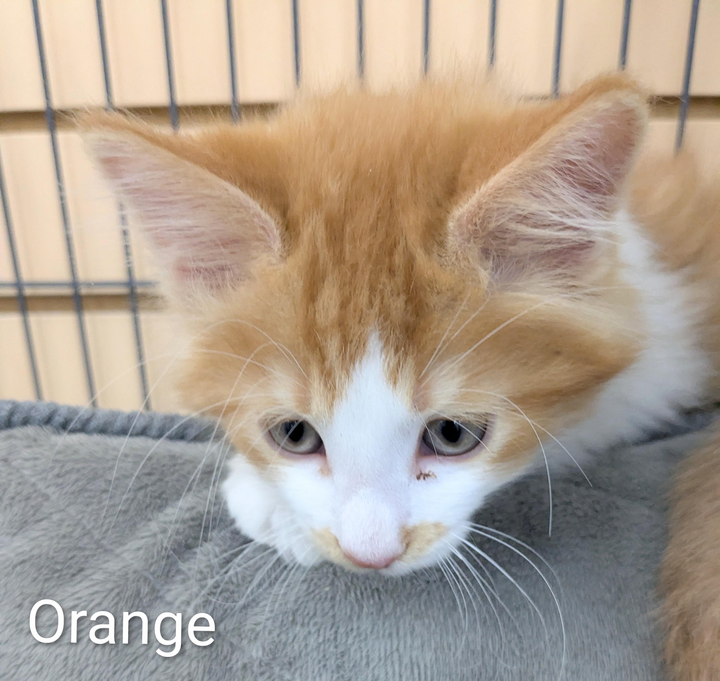 Enlarge Orange and White, a Adoptable Domestic Long Hair in St Catharines, ON image 3/3