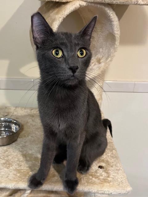 Garret, an adoptable Korat in Canoga Park, CA, 91303 | Photo Image 1