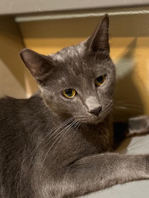 Garret, an adoptable Korat in Canoga Park, CA, 91303 | Photo Image 2