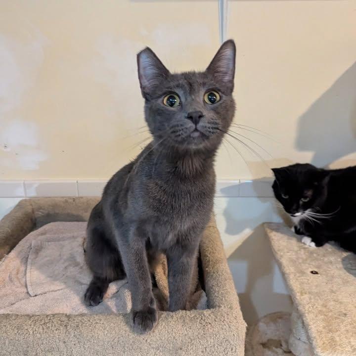 Garret, an adoptable Korat in Canoga Park, CA, 91303 | Photo Image 3