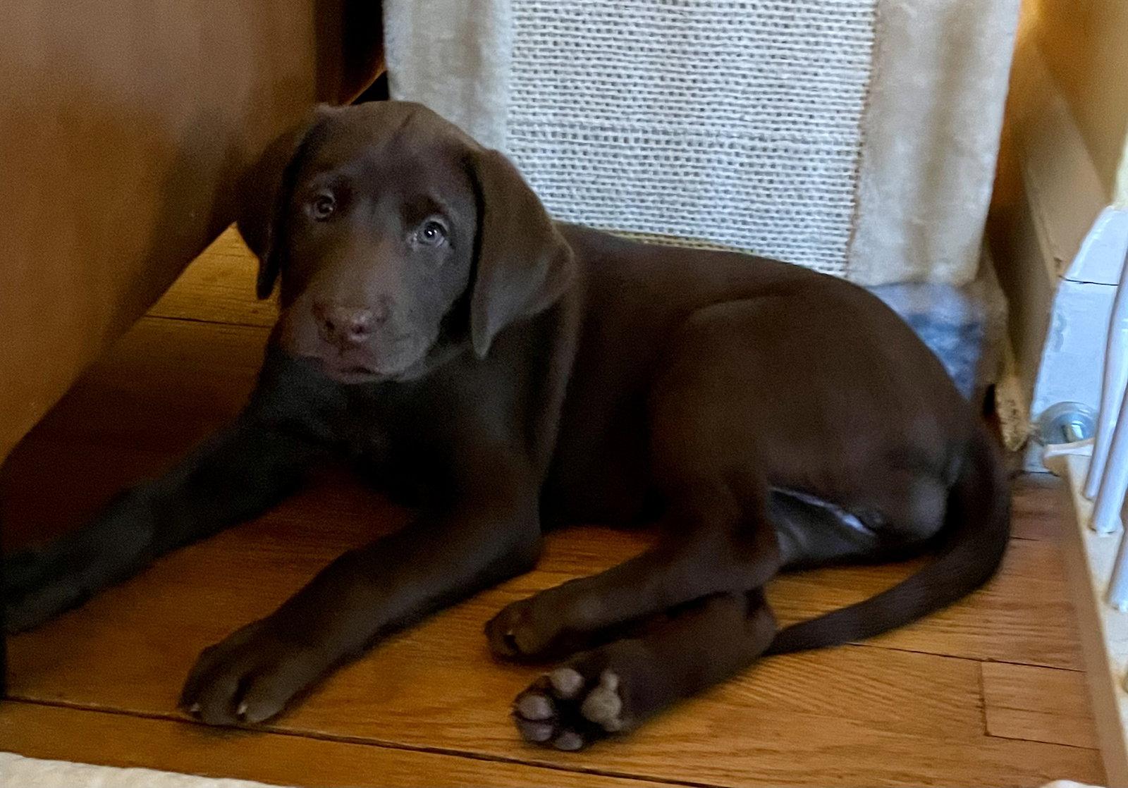 Enlarge Juno, a Adopted Labrador Retriever in Lutherville, MD image 1/3