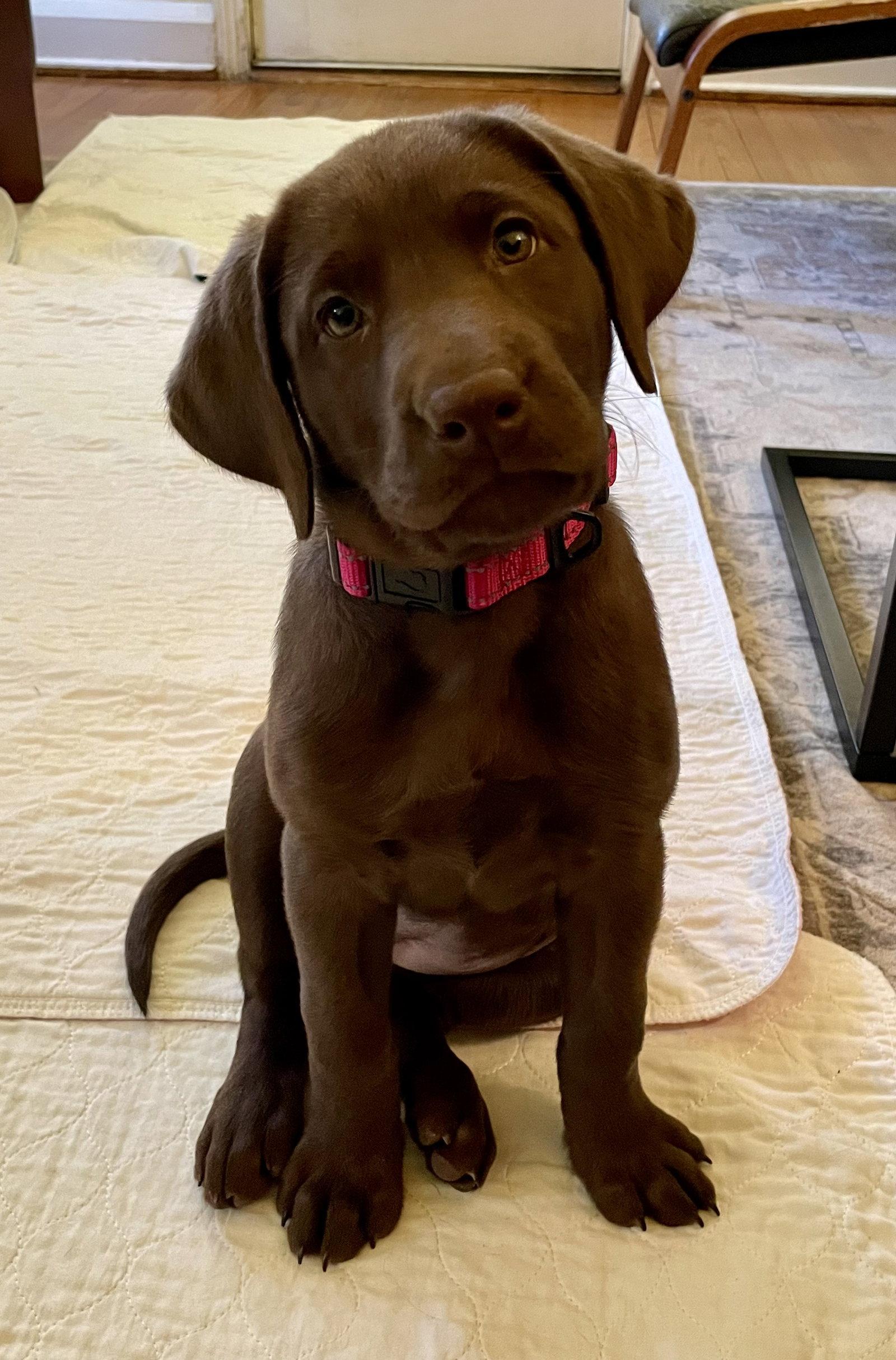 Enlarge Juno, a Adopted Labrador Retriever in Lutherville, MD image 2/3