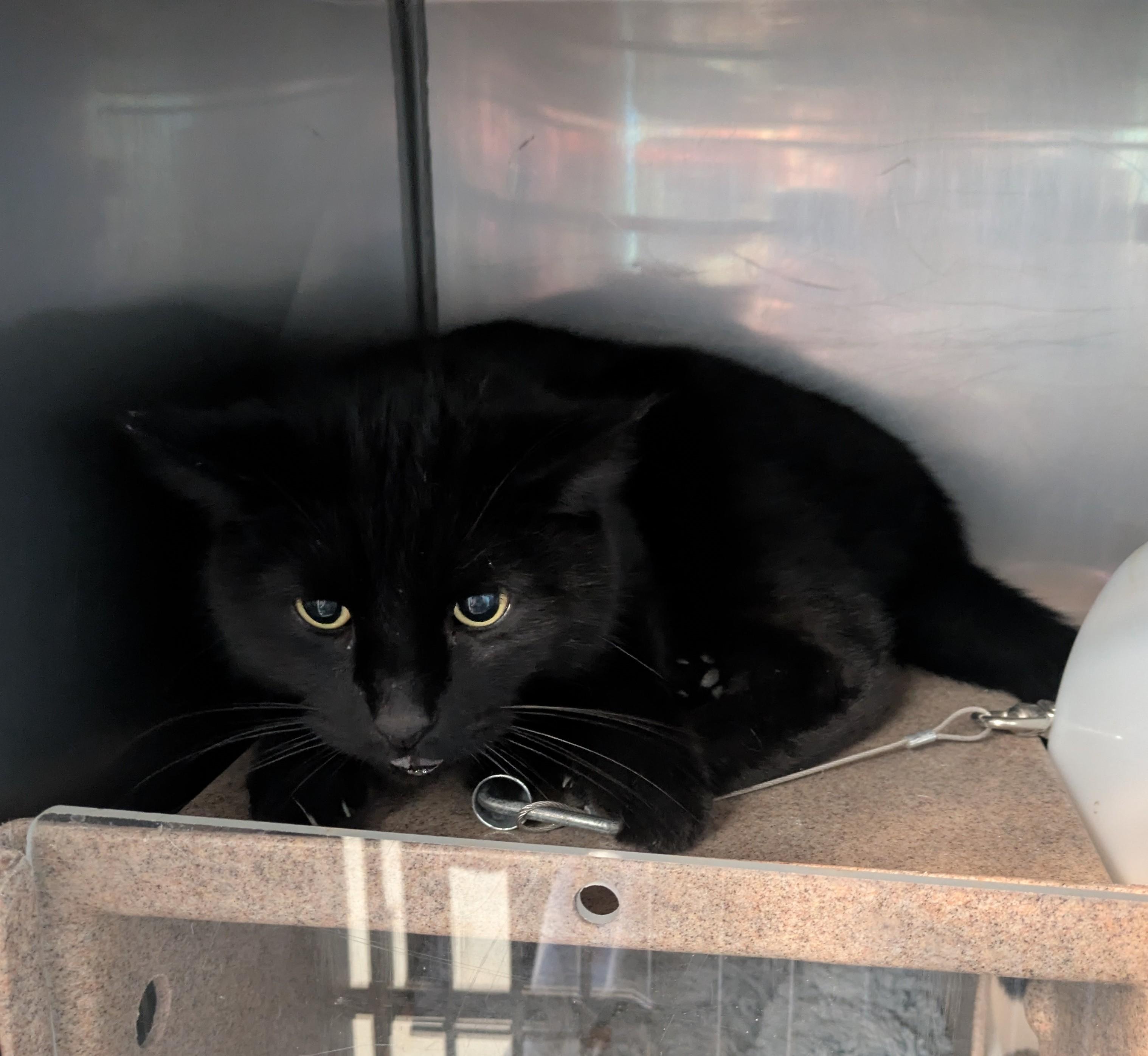 Lucifer (Barn Cat), Adoptable, Adult Female Domestic Short Hair.