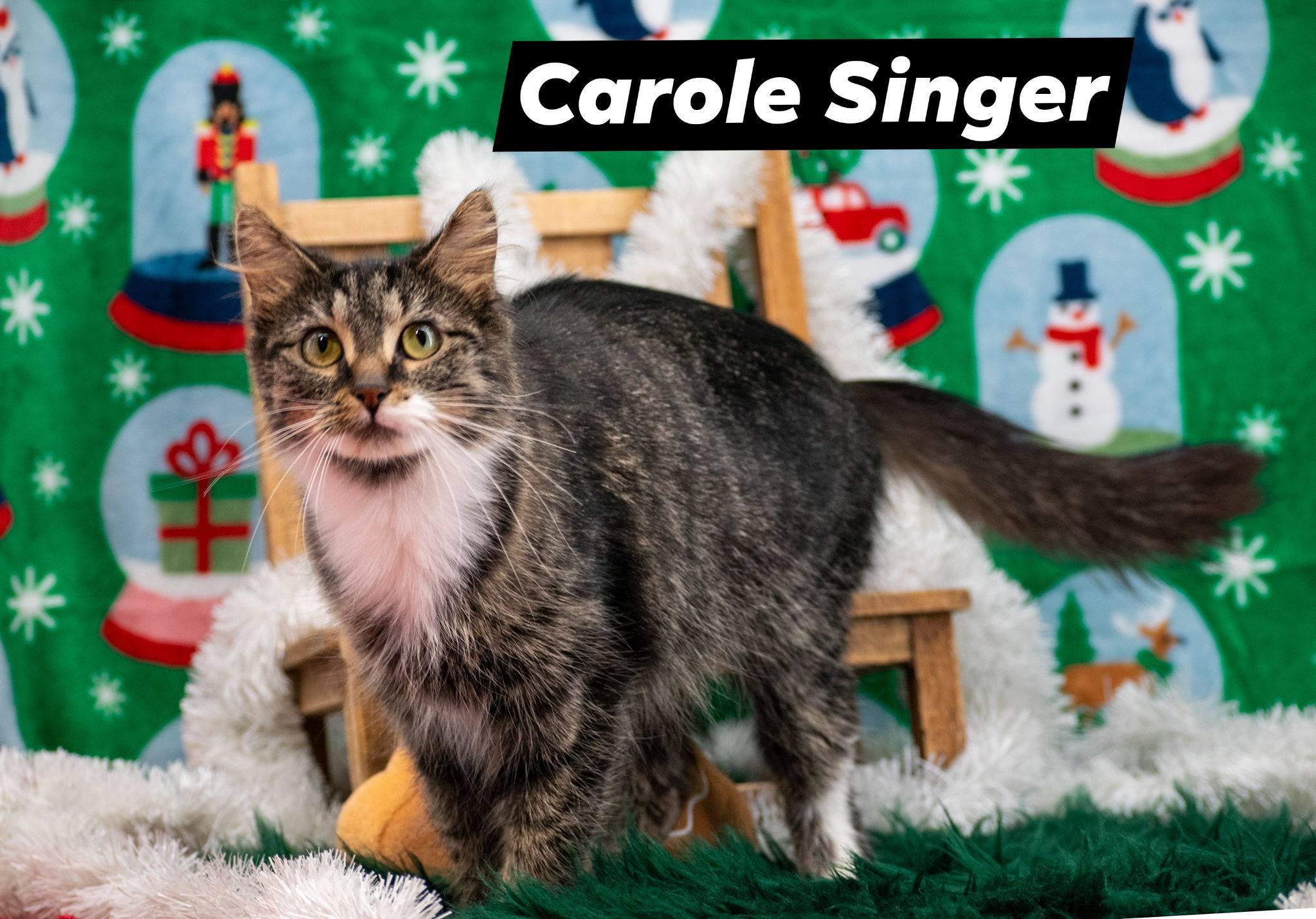 CAROLE SINGER, ADOPTABLE, Adult Female Domestic Medium Hair.