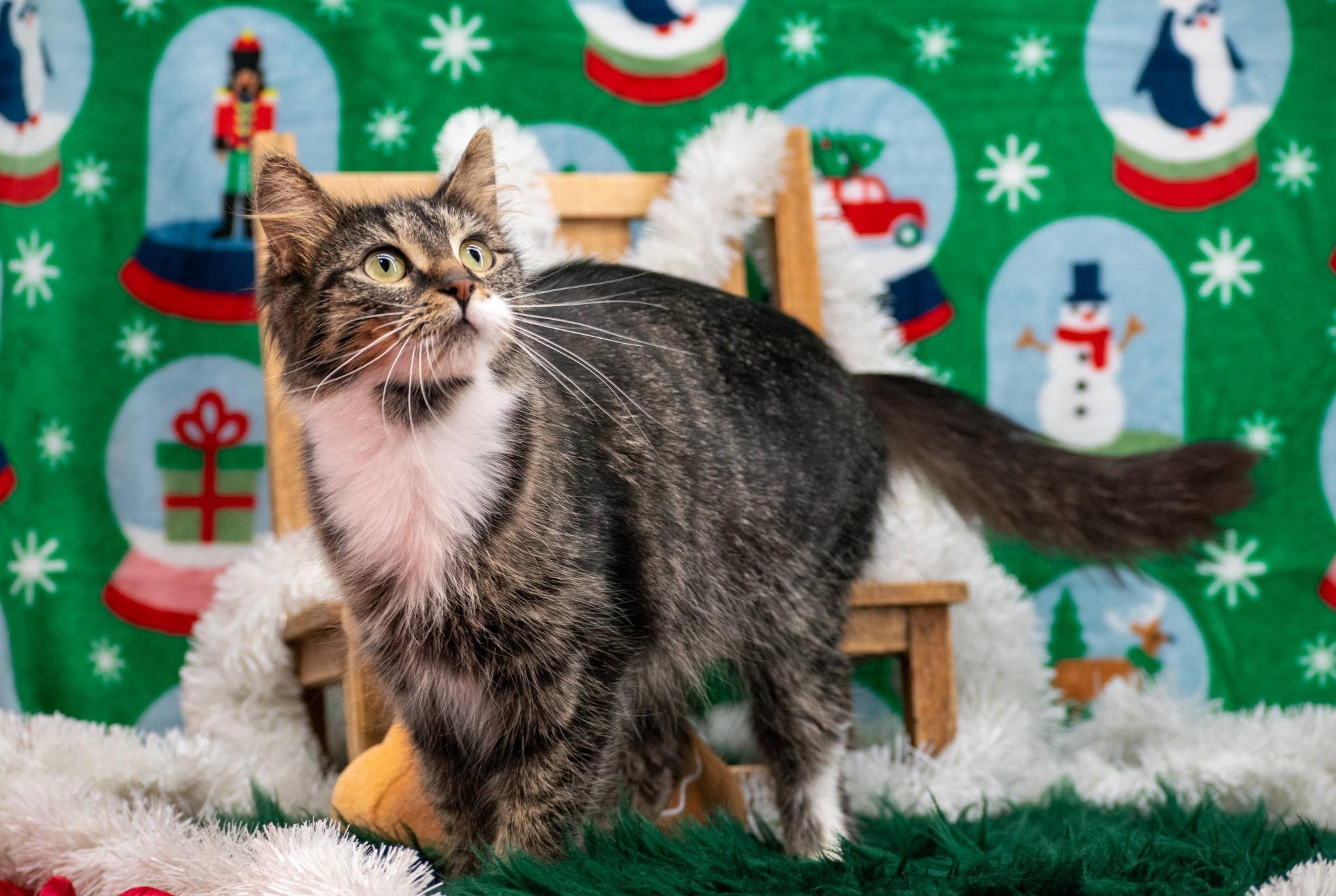 Enlarge CAROLE SINGER, a ADOPTABLE mixed breed in Sevierville, TN image 2/4